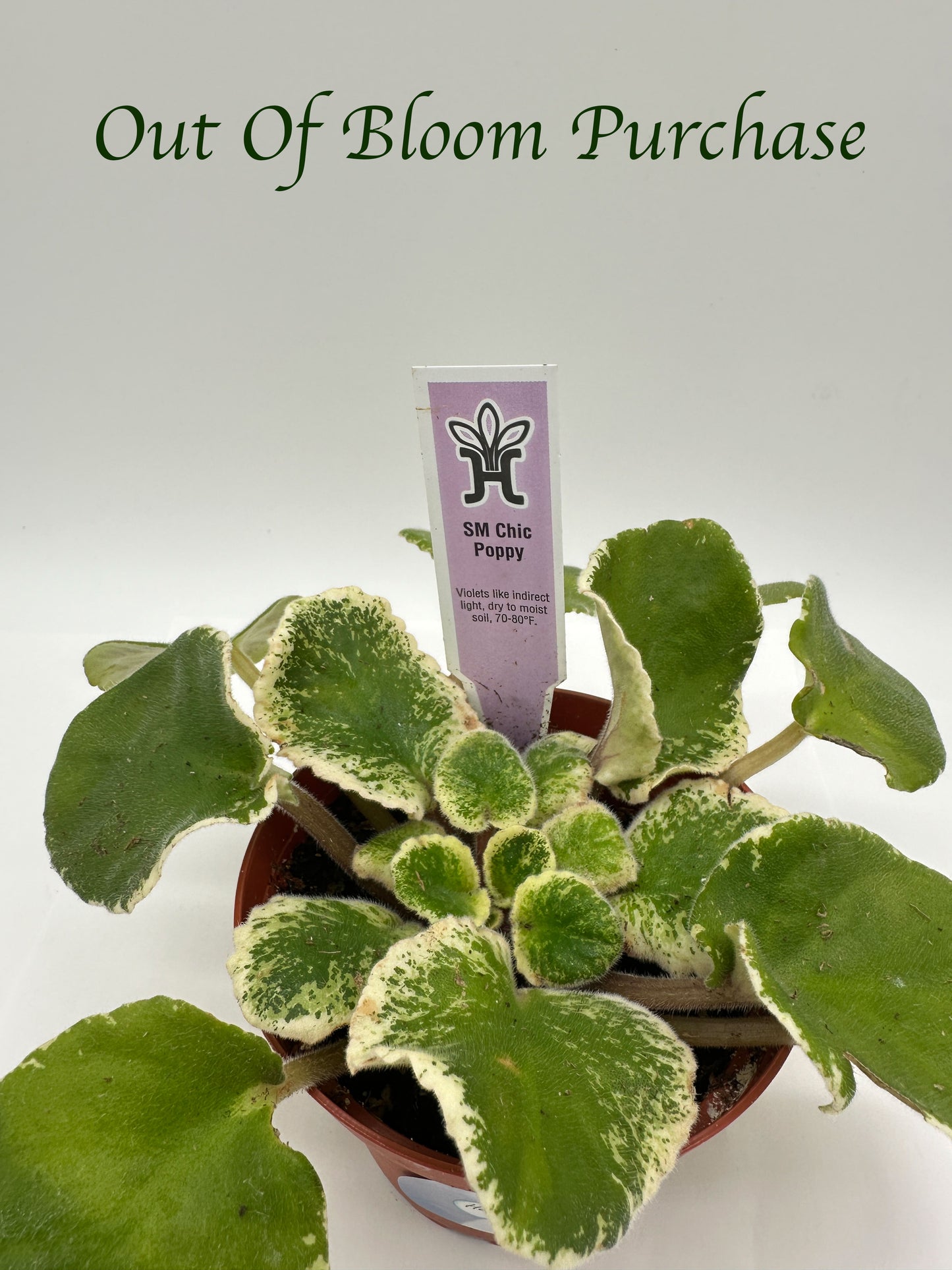 SM Chic Poppy - Live African Violet 4"