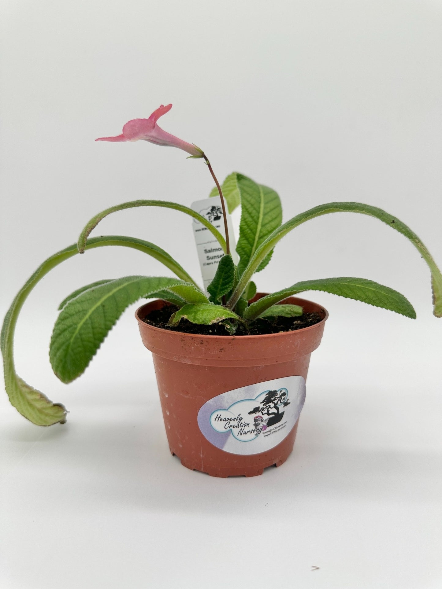 Salmon Sunset Streptocarpus (Cape Primrose) Live Plant in 4" nursery pot