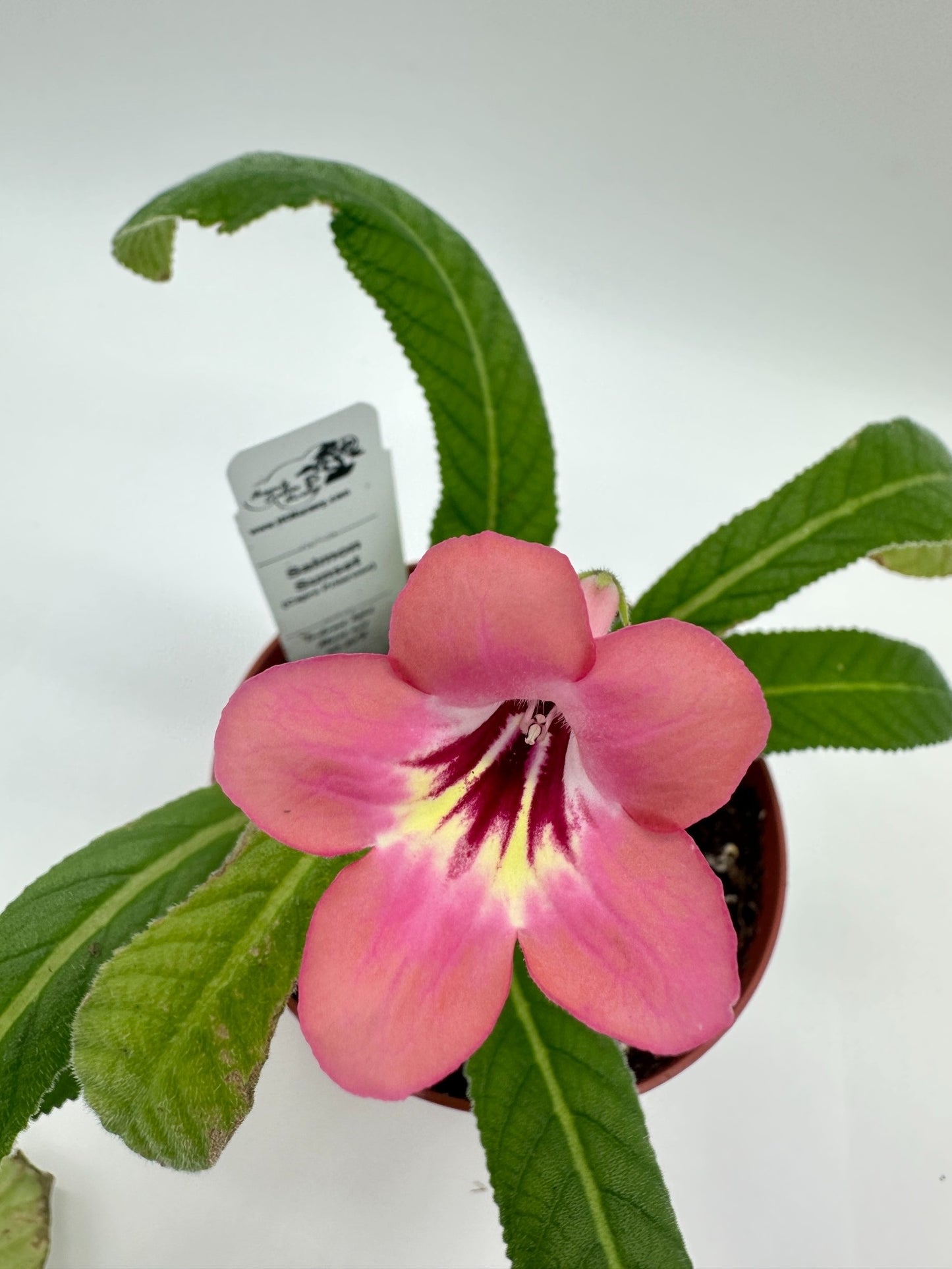 Salmon Sunset Streptocarpus (Cape Primrose) Live Plant in 4" nursery pot