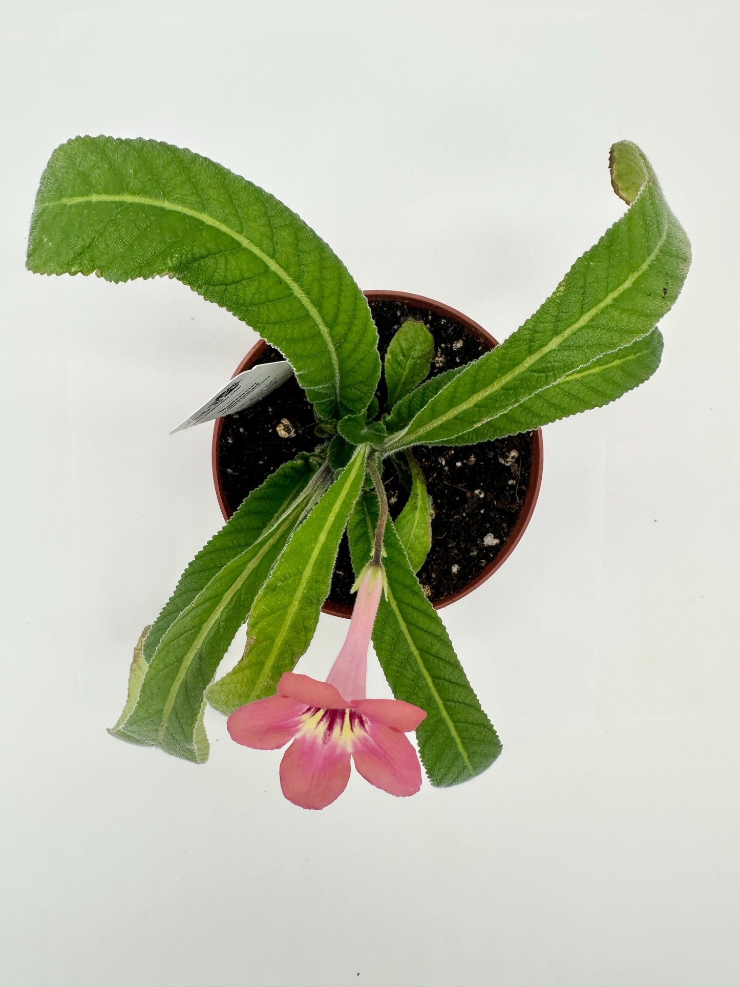 Salmon Sunset Streptocarpus (Cape Primrose) Live Plant in 4" nursery pot