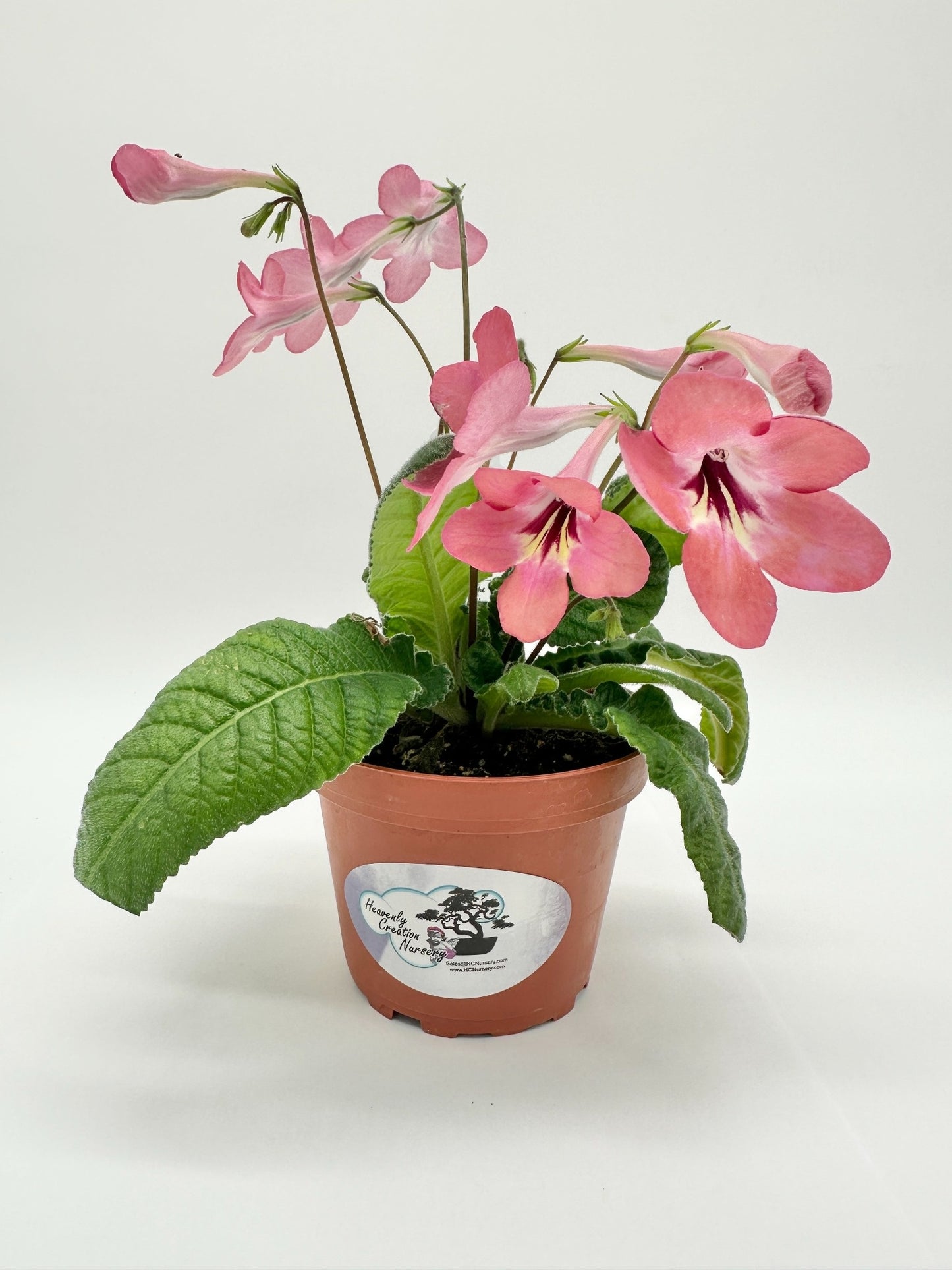 Salmon Sunset Streptocarpus (Cape Primrose) Live Plant in 4" nursery pot