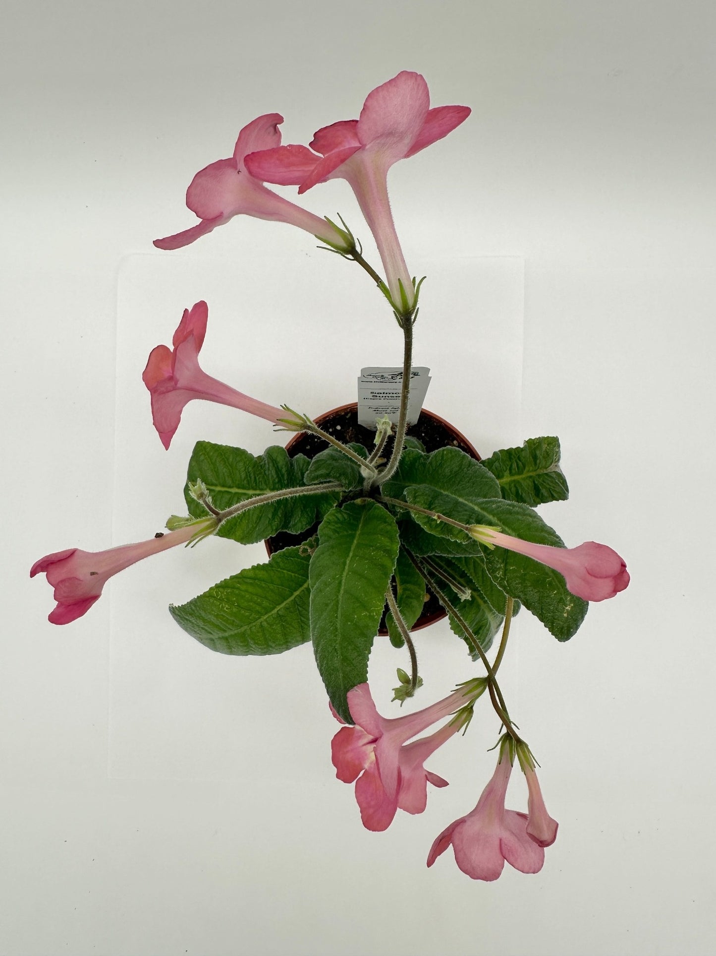 Salmon Sunset Streptocarpus (Cape Primrose) Live Plant in 4" nursery pot