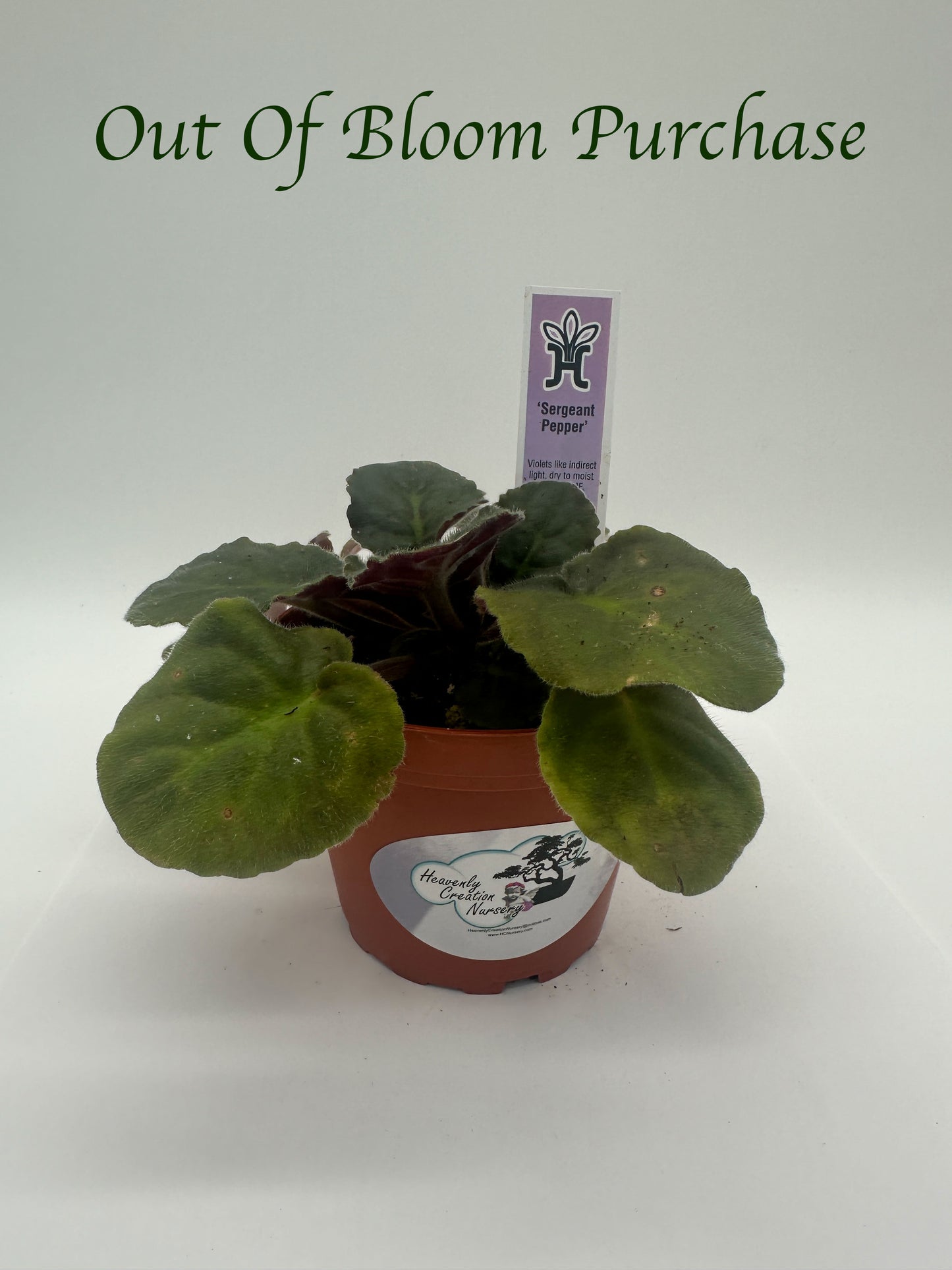 Sergeant Pepper - Live African Violet 4"