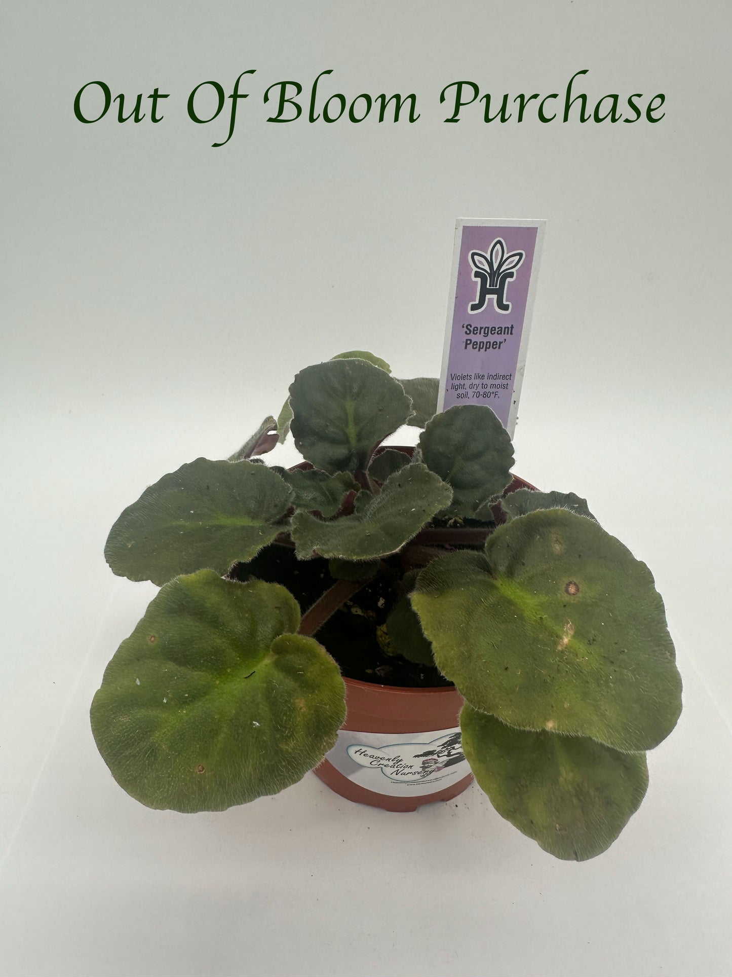 Sergeant Pepper - Live African Violet 4"