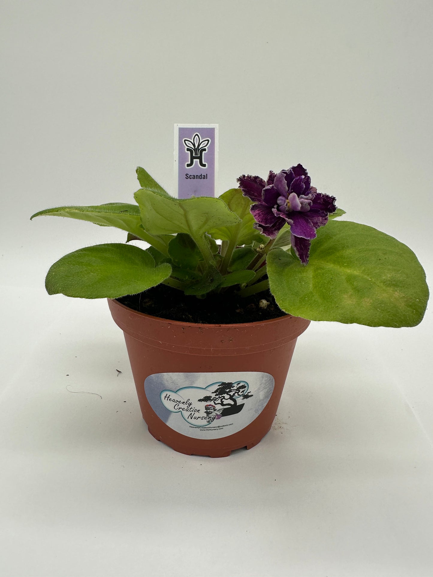 Scandal - Live African Violet 4"