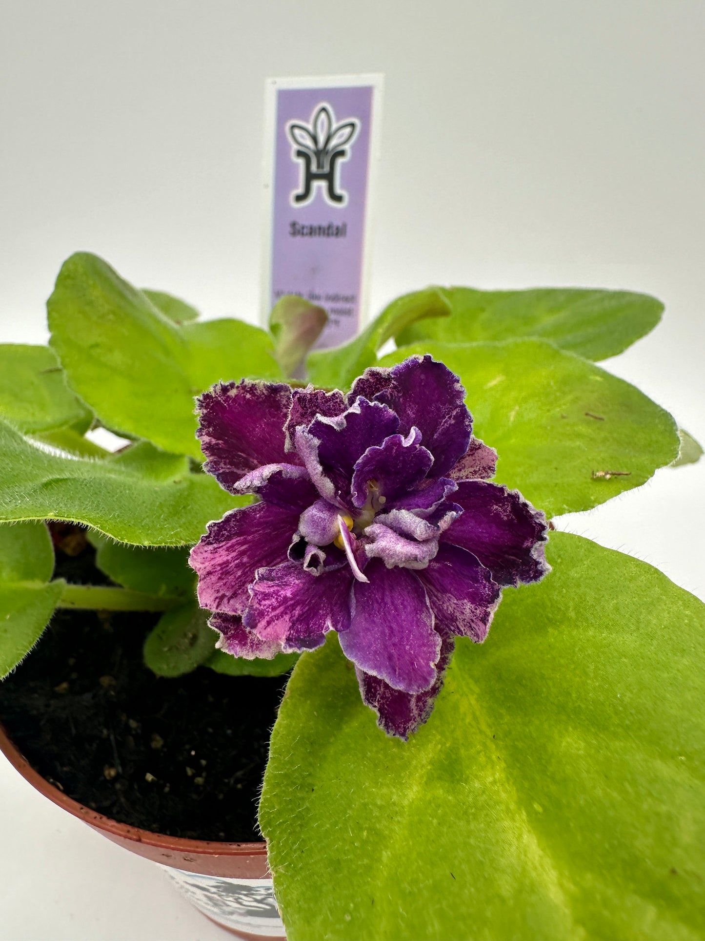 Scandal - Live African Violet 4"