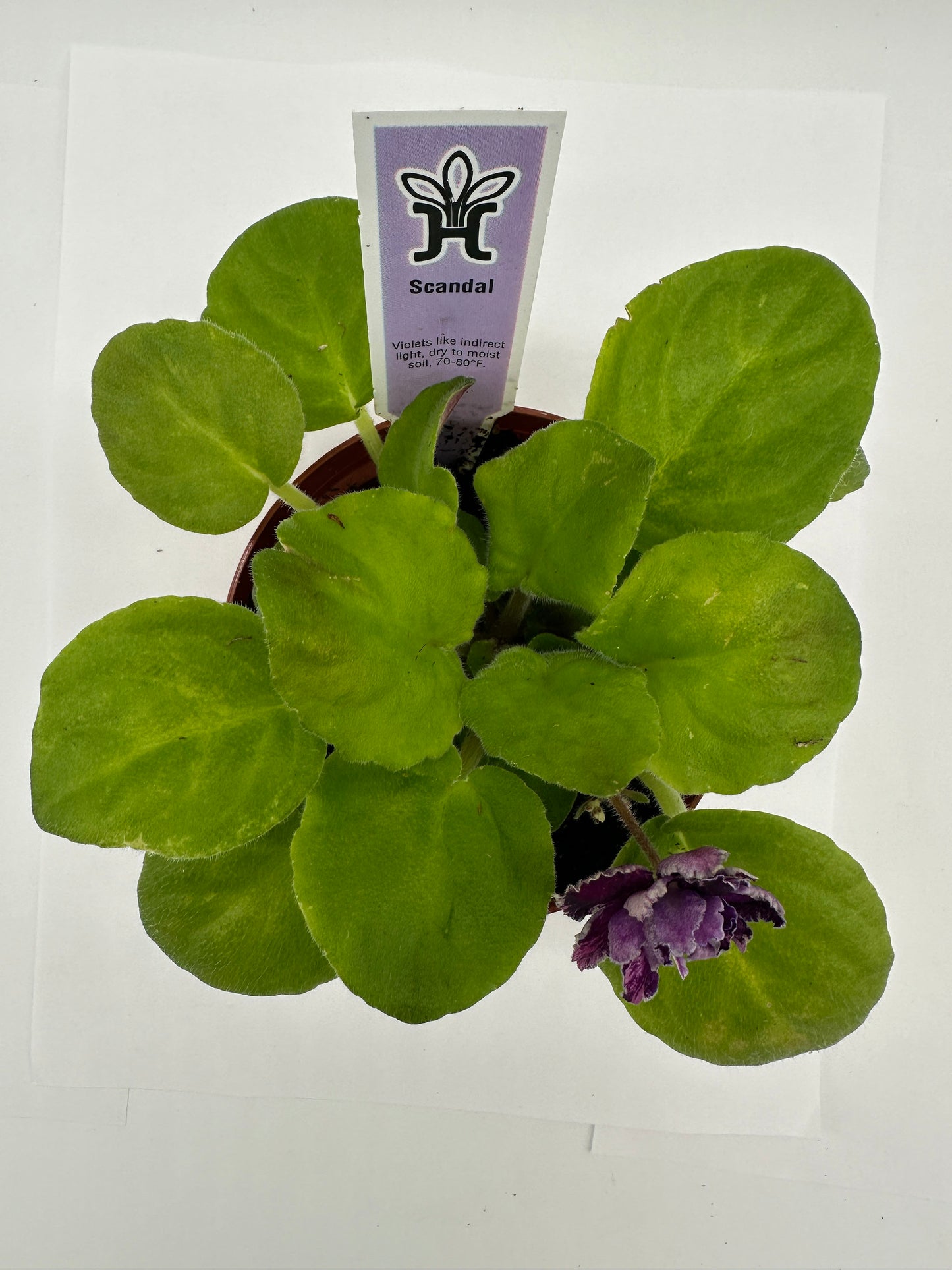 Scandal - Live African Violet 4"