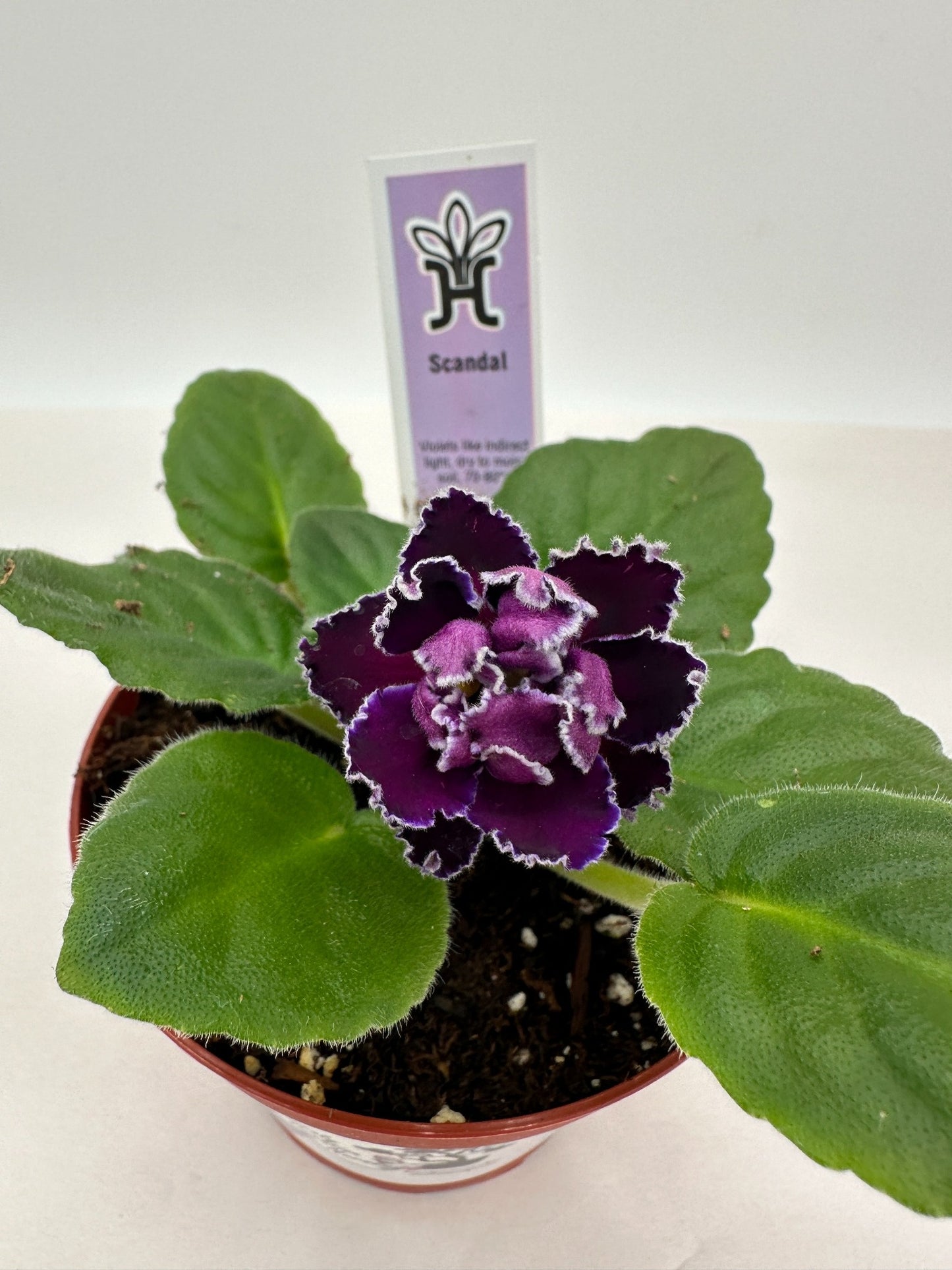 Scandal - Live African Violet 4"