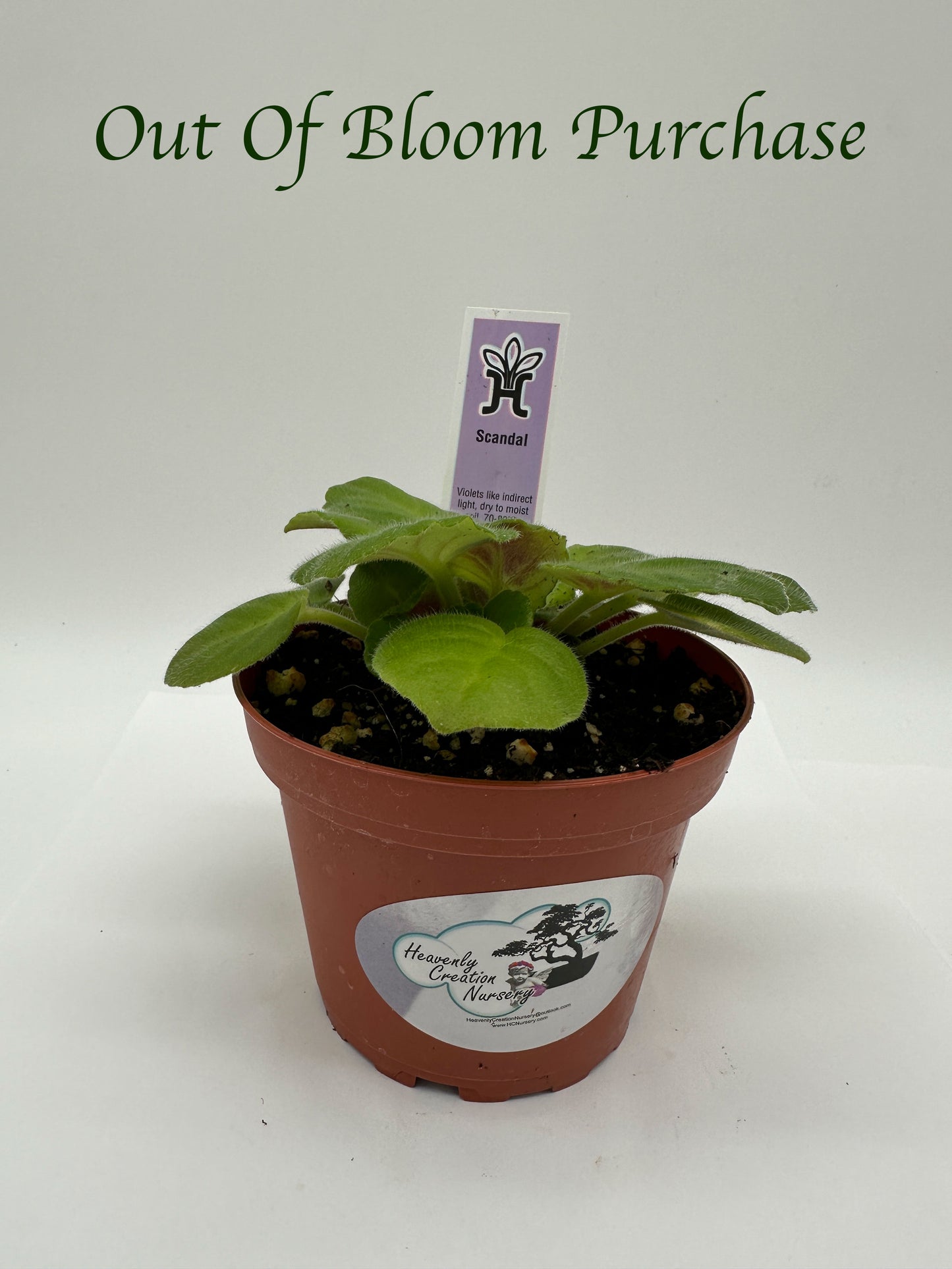 Scandal - Live African Violet 4"