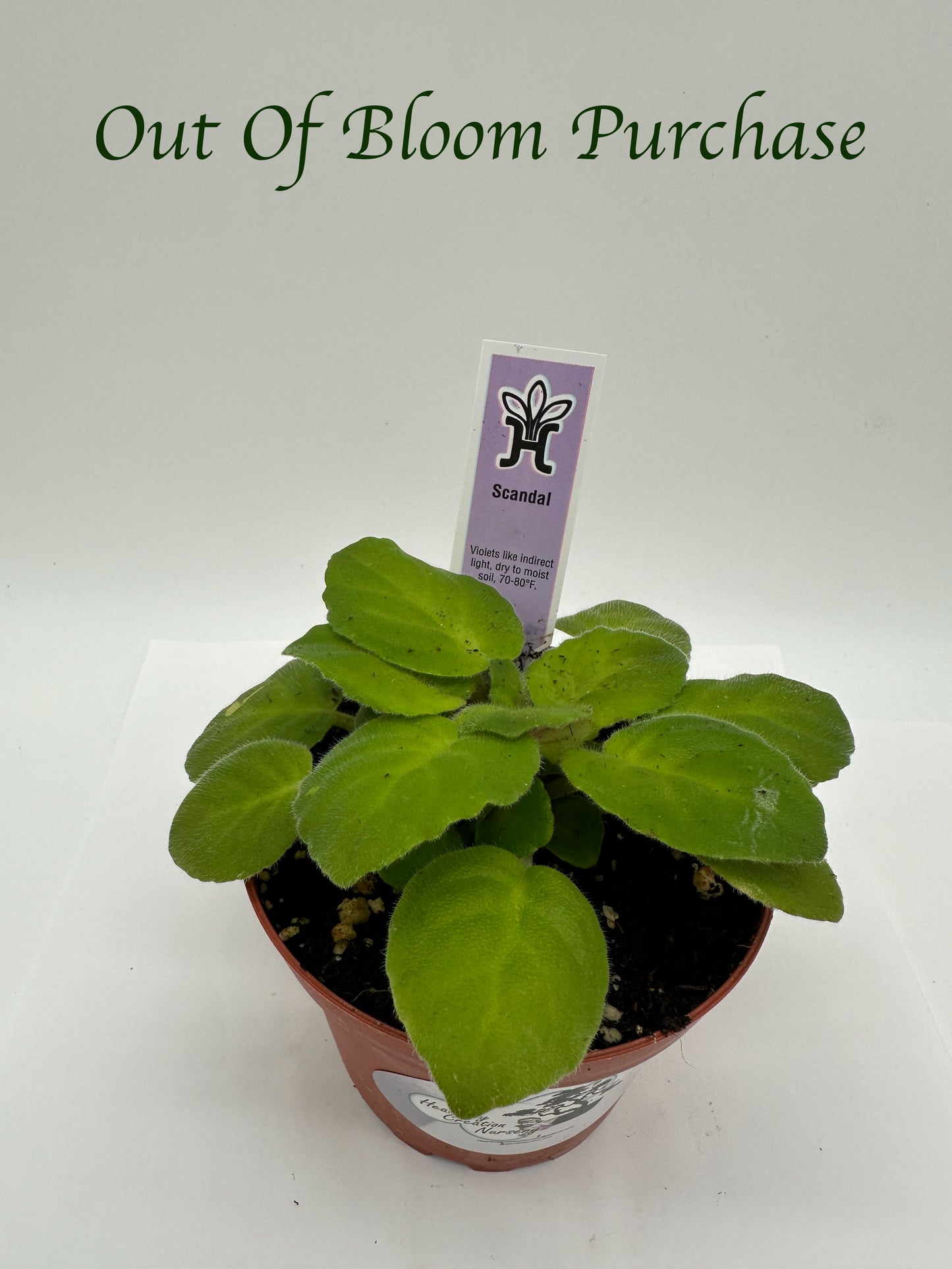 Scandal - Live African Violet 4"