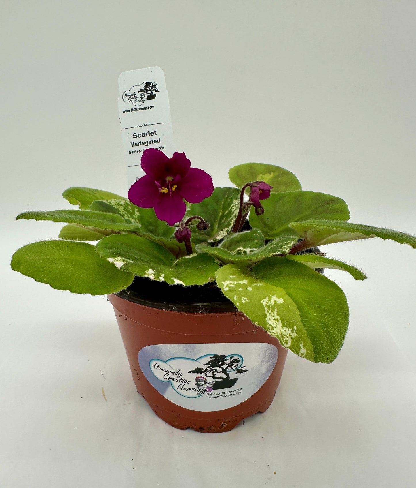 Scarlet - Variegated (Rare) - Live African Violet 4" - Series: Rhapsodie