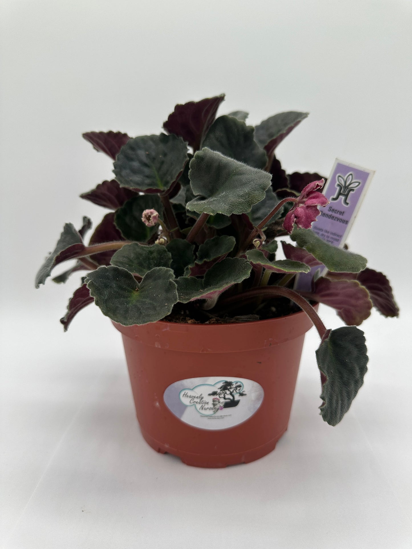 Secret Rendezvous - Live African Violet 6"