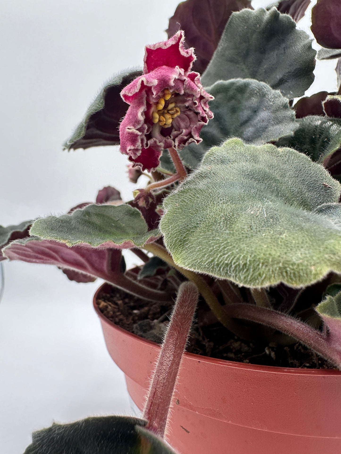 Secret Rendezvous - Live African Violet 6"