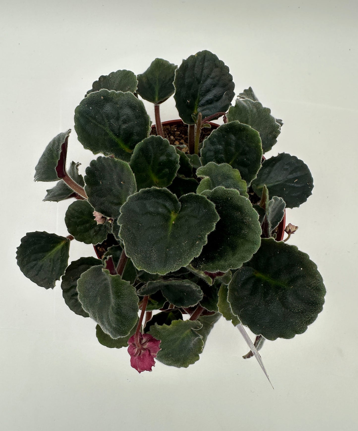 Secret Rendezvous - Live African Violet 6"
