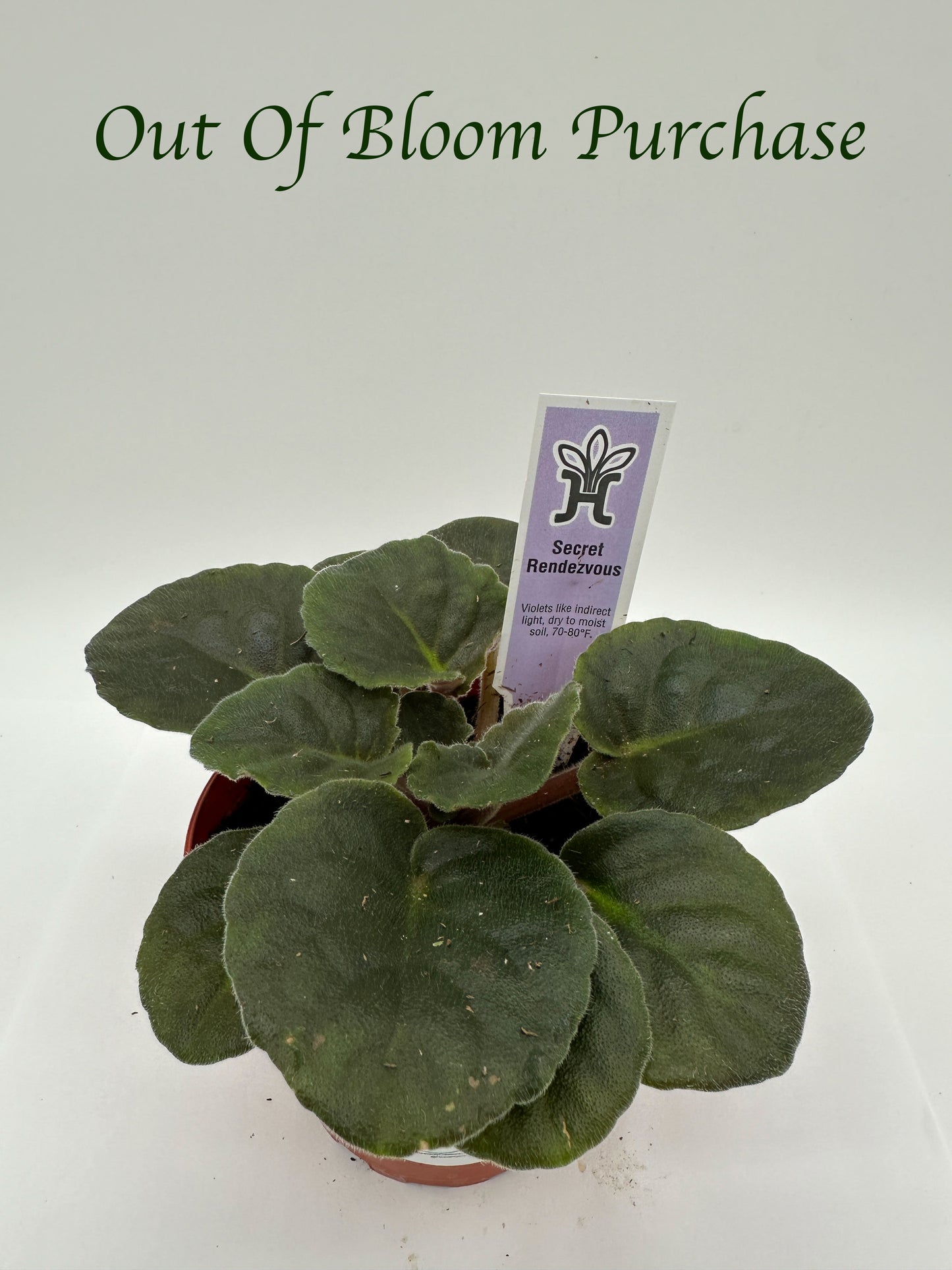 Secret Rendezvous - Live African Violet 4"