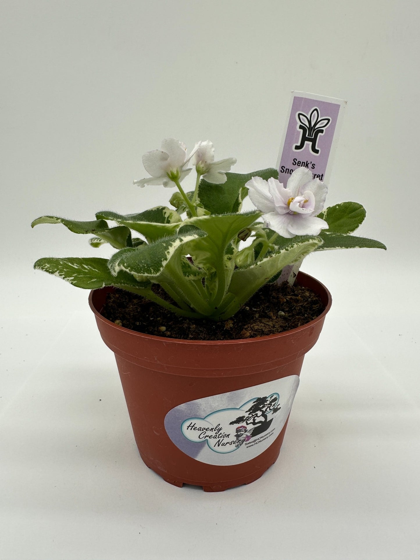 Senk's Snowy Egret - Live African Violet 4"