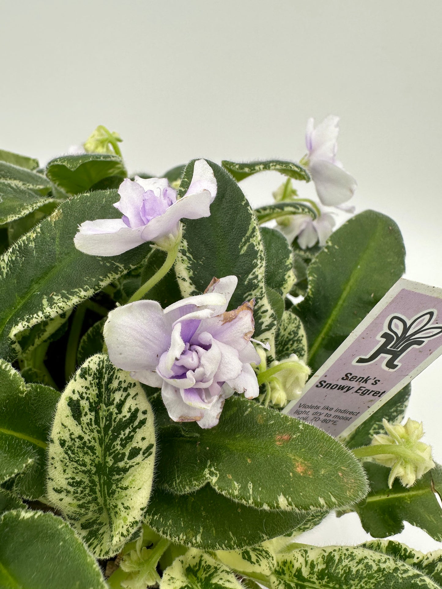Senk's Snowy Egret - Live African Violet 6"