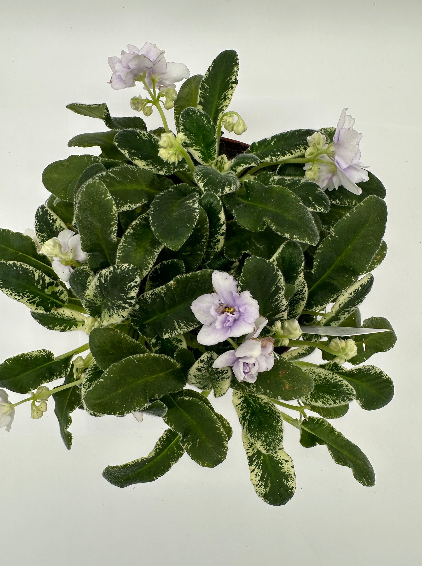 Senk's Snowy Egret - Live African Violet 6"