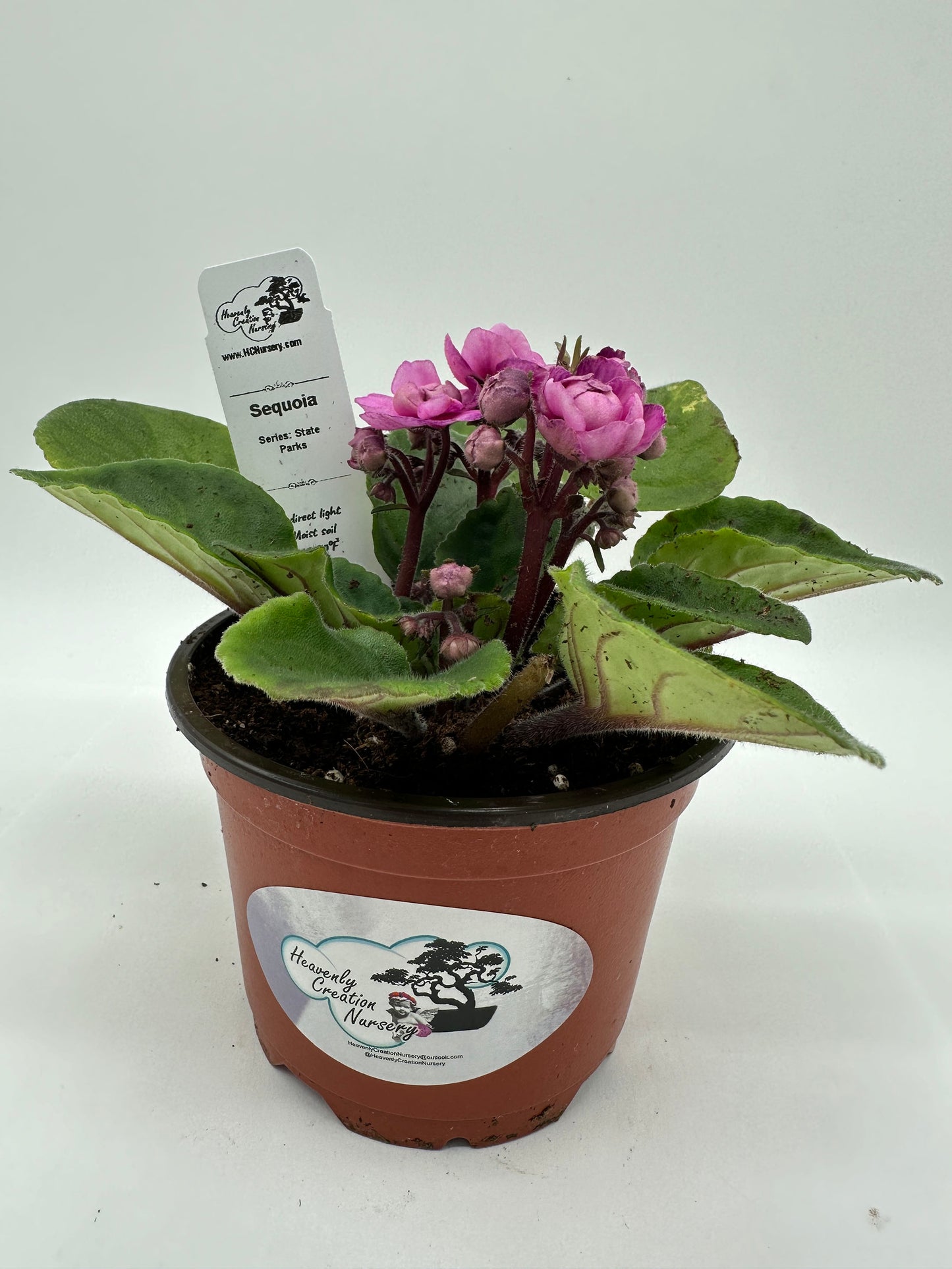 Sequoia - Live African Violet 4" - Series: State Parks
