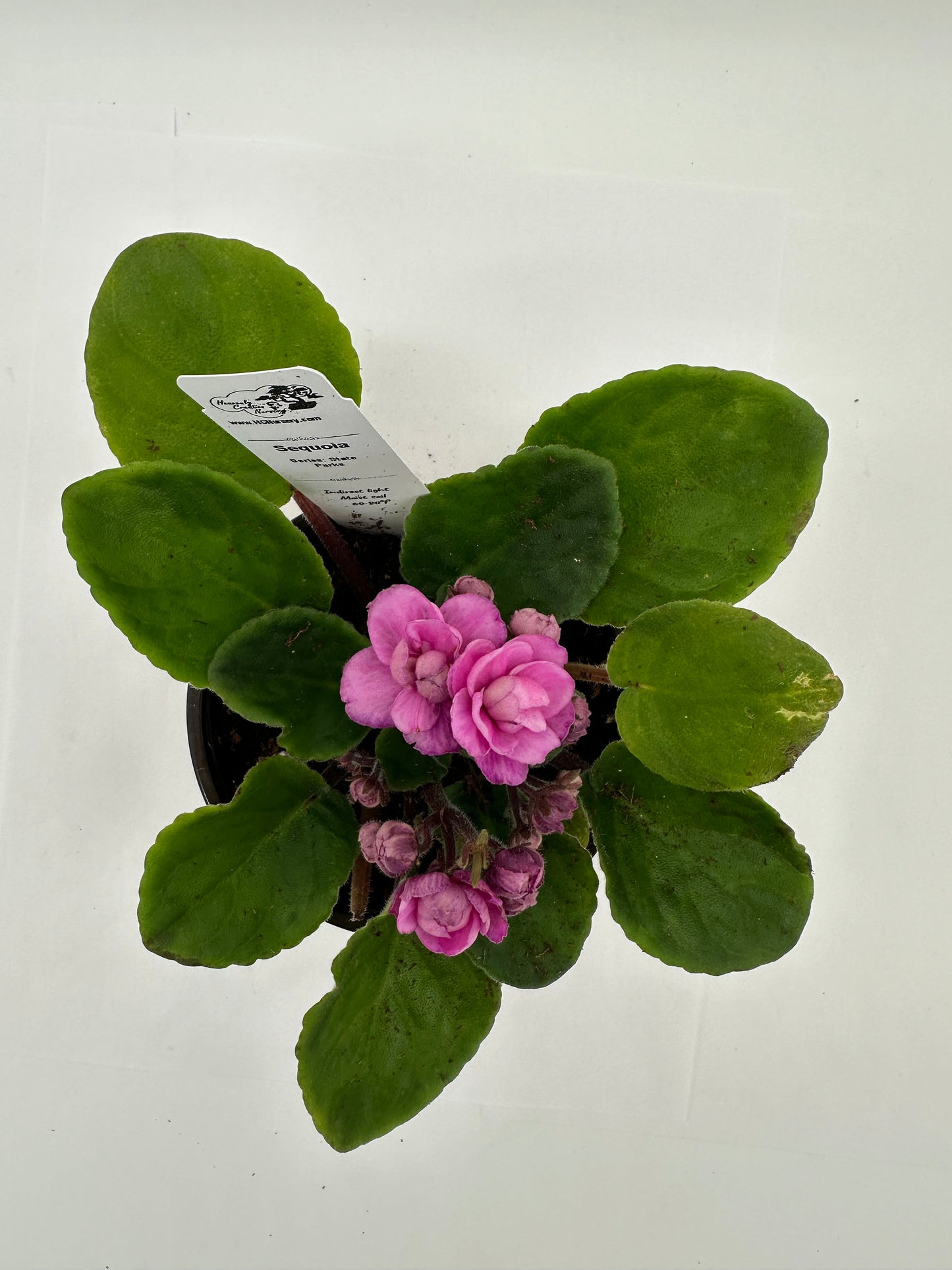 Sequoia - Live African Violet 4" - Series: State Parks