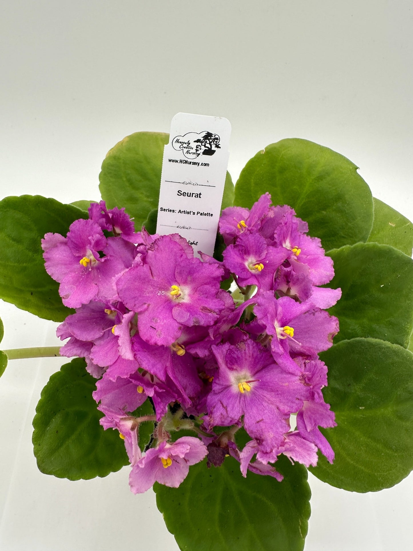 Seurat - Live African Violet 4" - Series: Artist's Palette