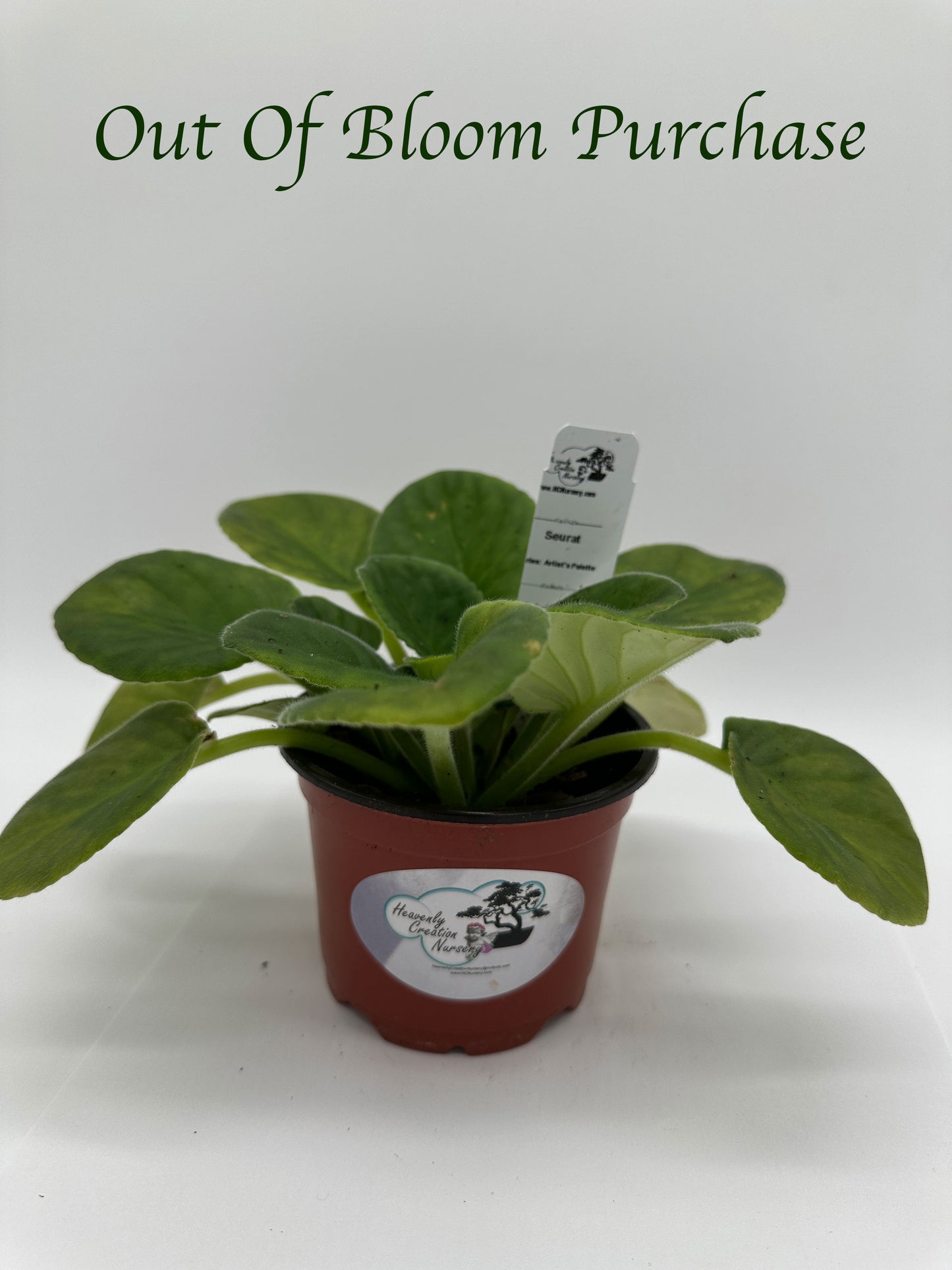 Seurat - Live African Violet 4" - Series: Artist's Palette
