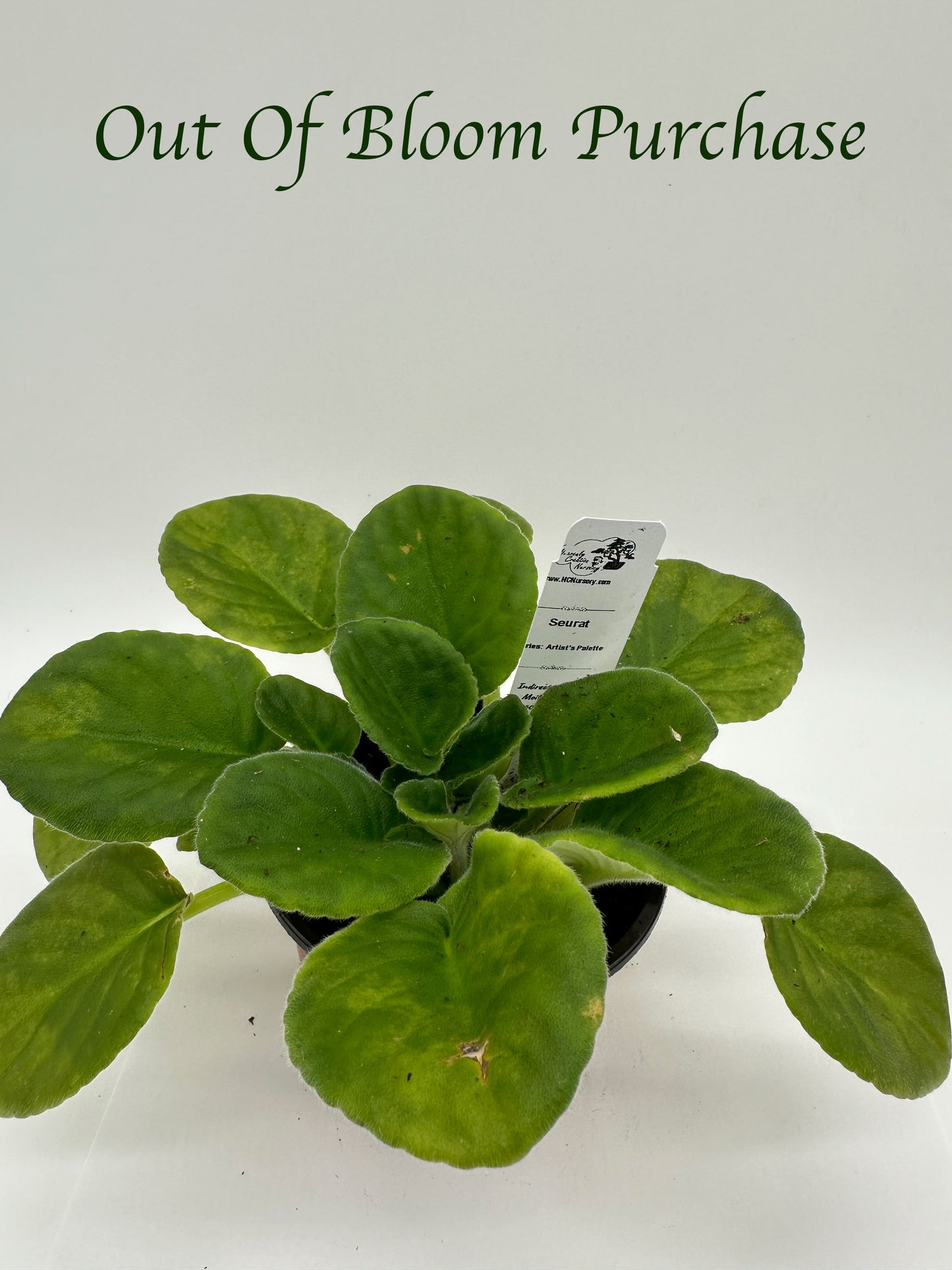 Seurat - Live African Violet 4" - Series: Artist's Palette