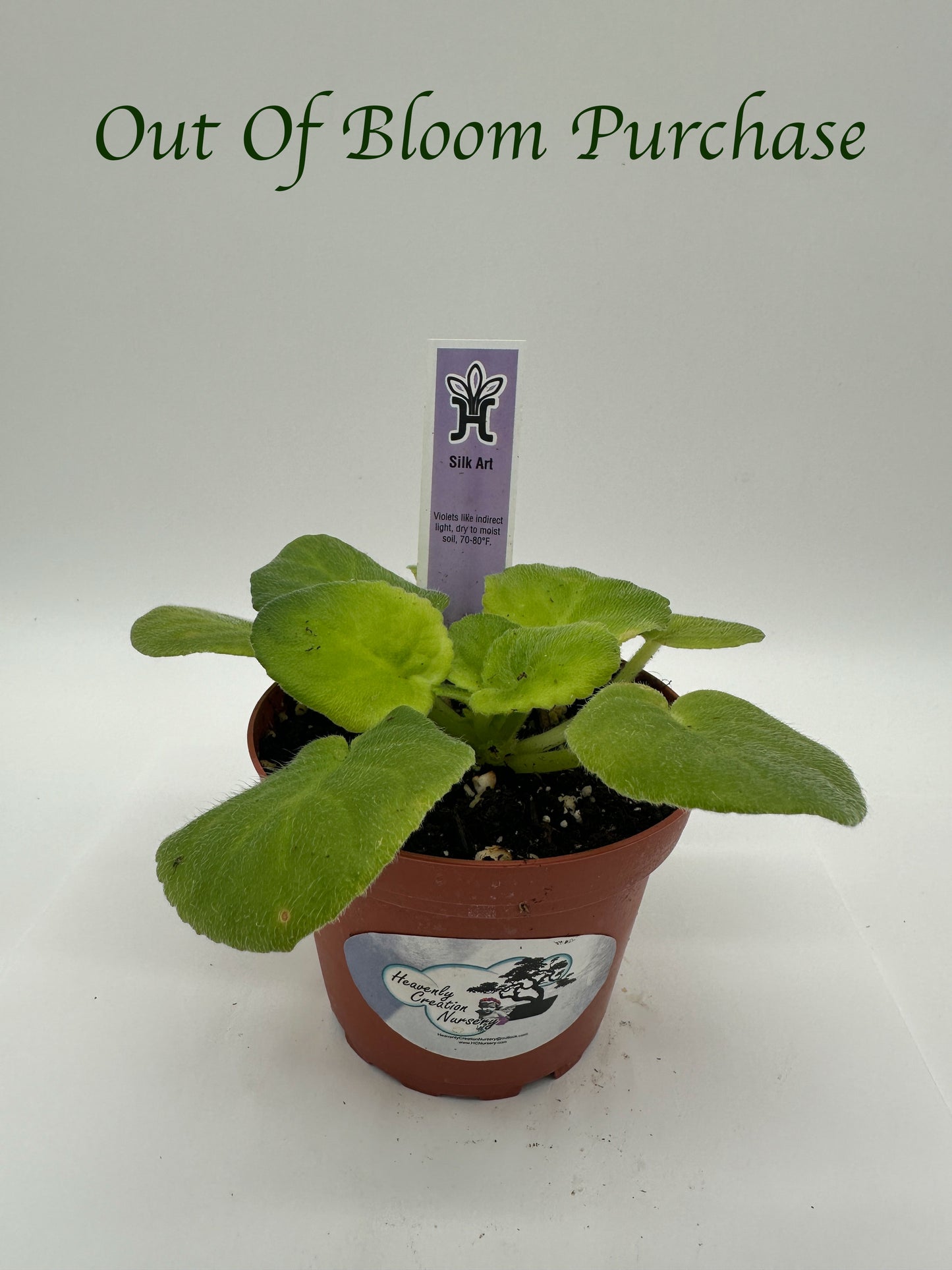 Silk Art - Live African Violet 4"
