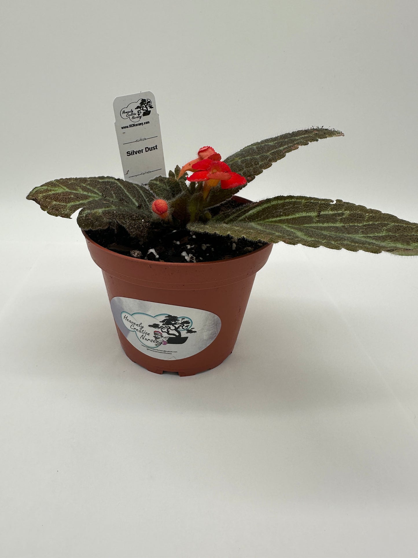 Silver Dust - Live Episcia 4"