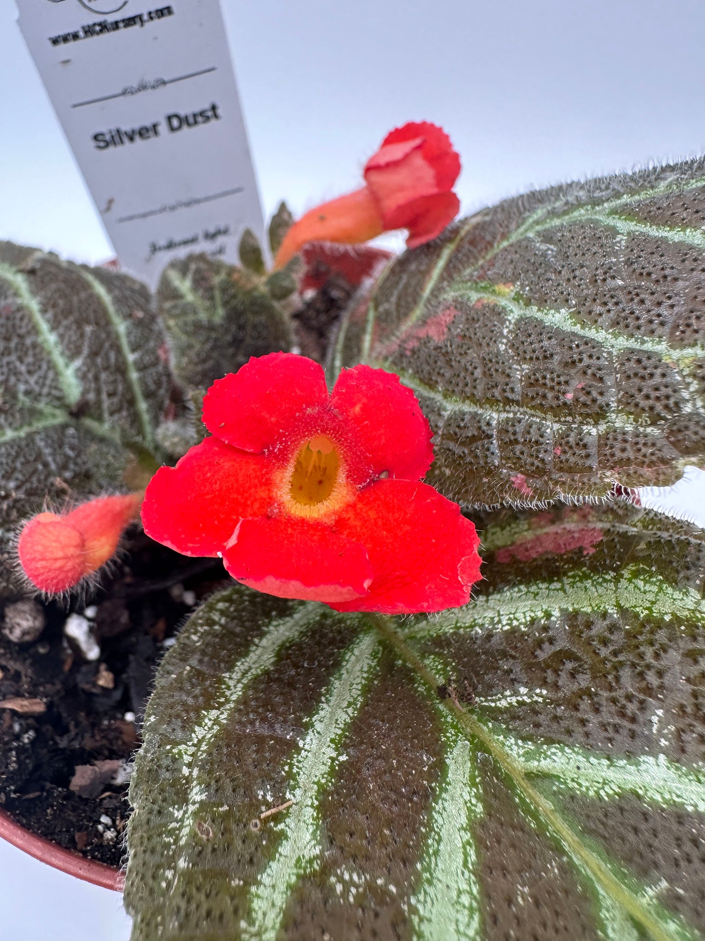 Silver Dust - Live Episcia 4"
