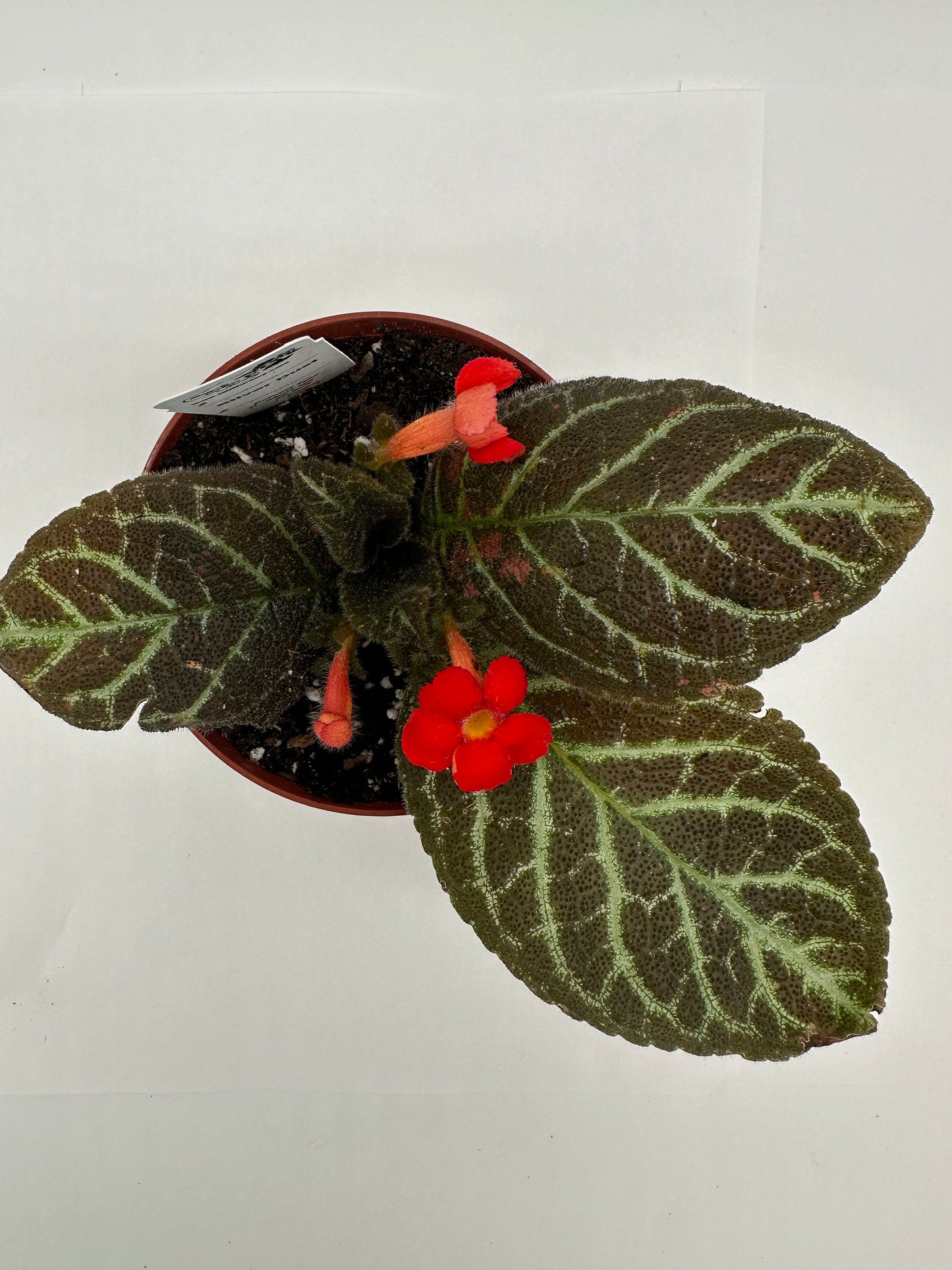 Silver Dust - Live Episcia 4"