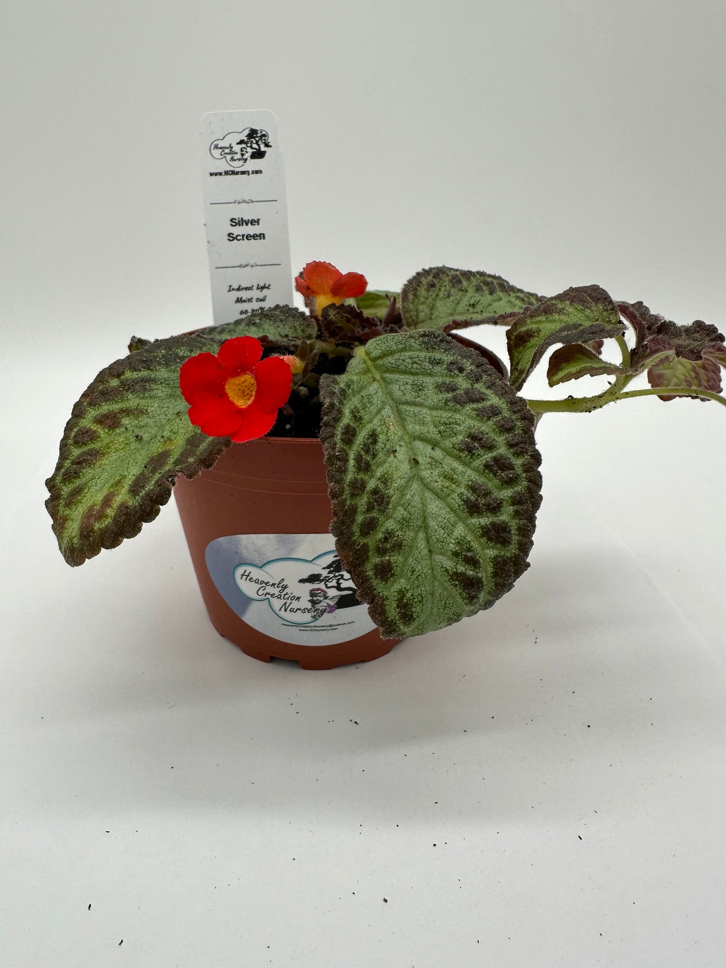 Silver Screen - Live Episcia 4"