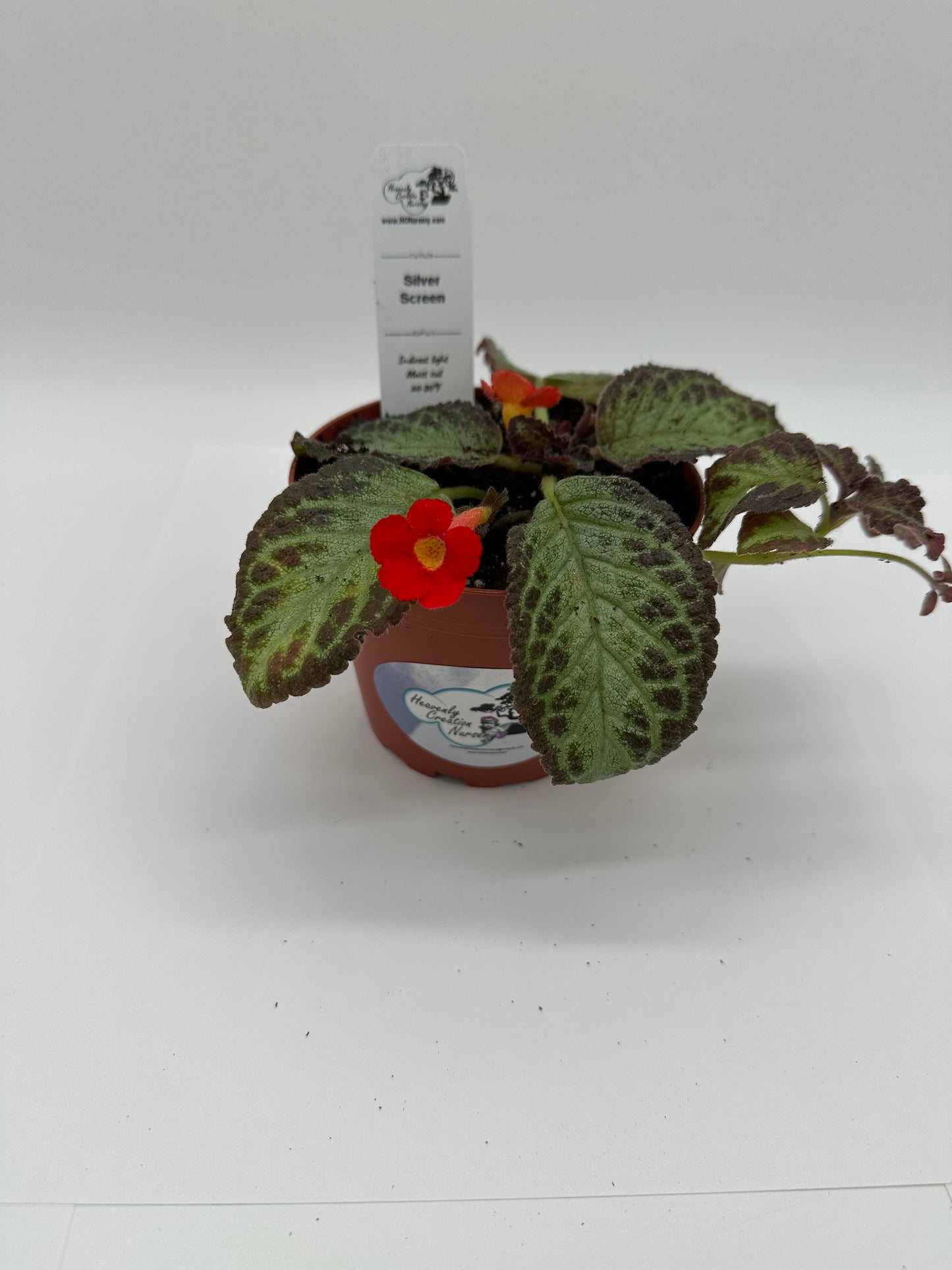 Silver Screen - Live Episcia 4"
