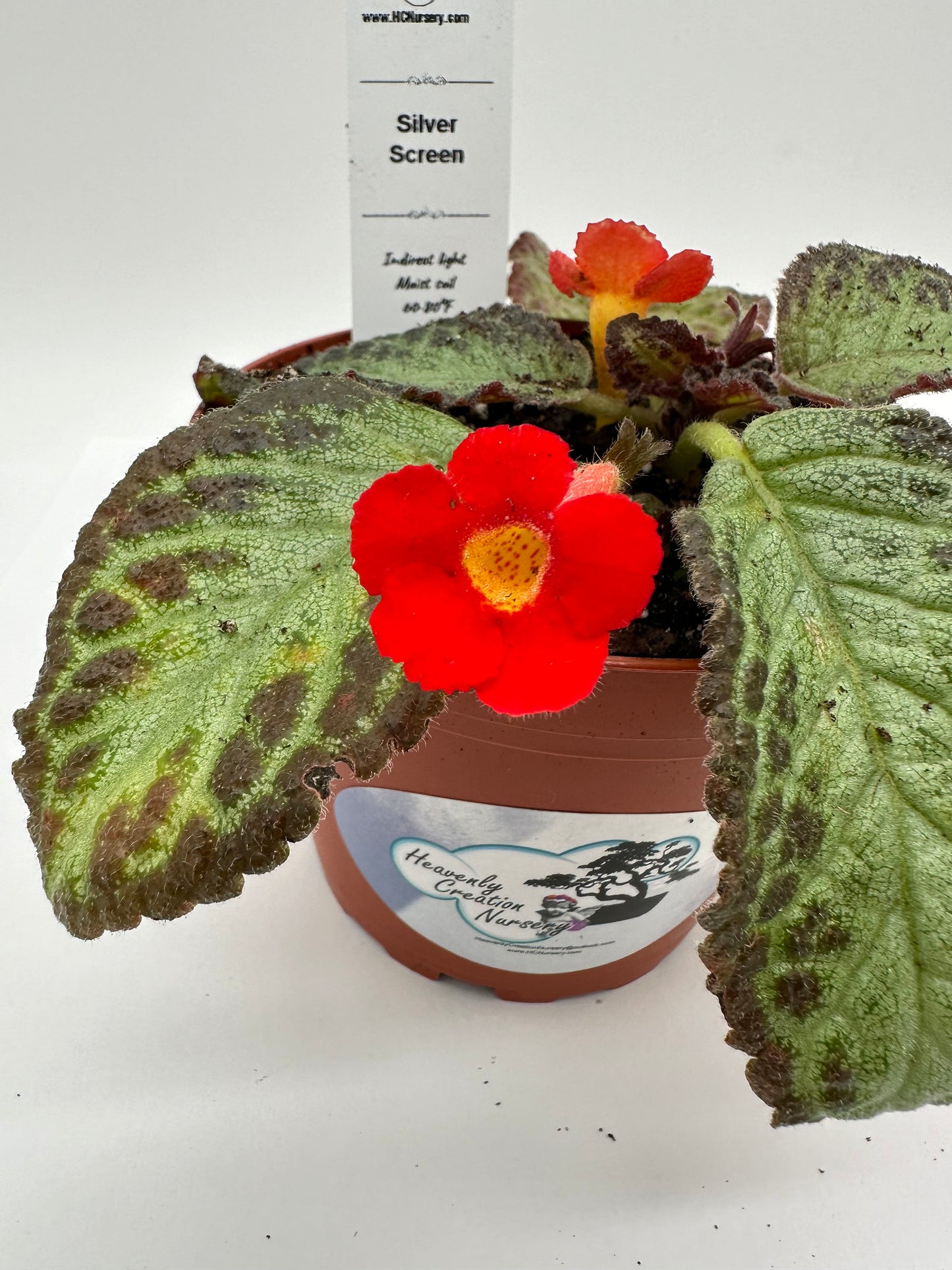 Silver Screen - Live Episcia 4"