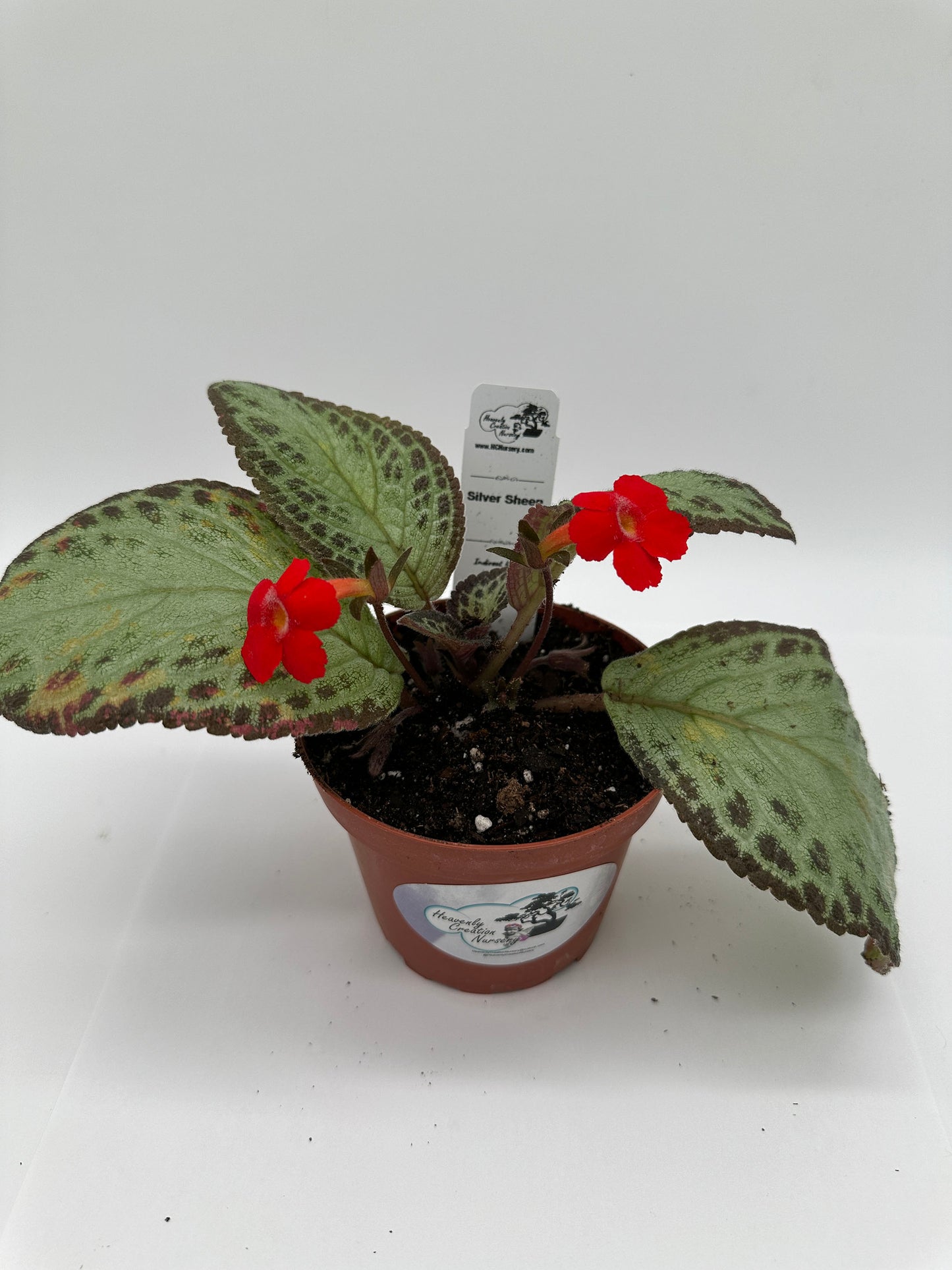 Silver Sheen - Live Episcia 4"