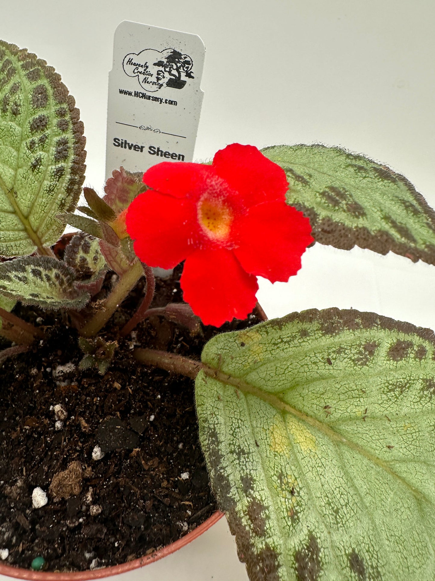 Silver Sheen - Live Episcia 4"