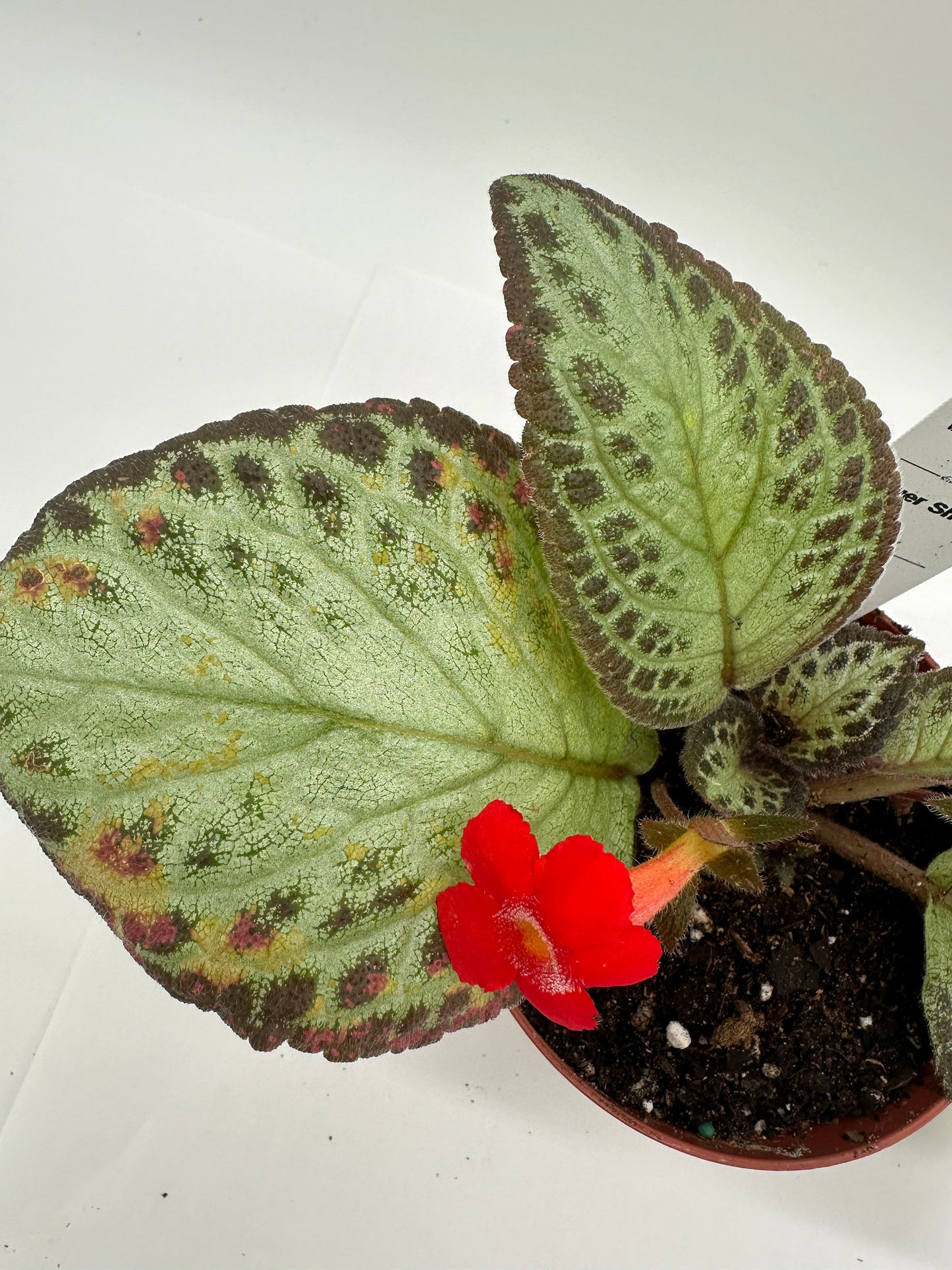 Silver Sheen - Live Episcia 4"