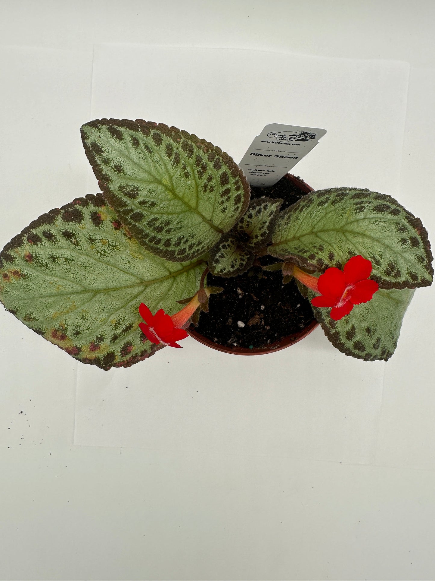 Silver Sheen - Live Episcia 4"