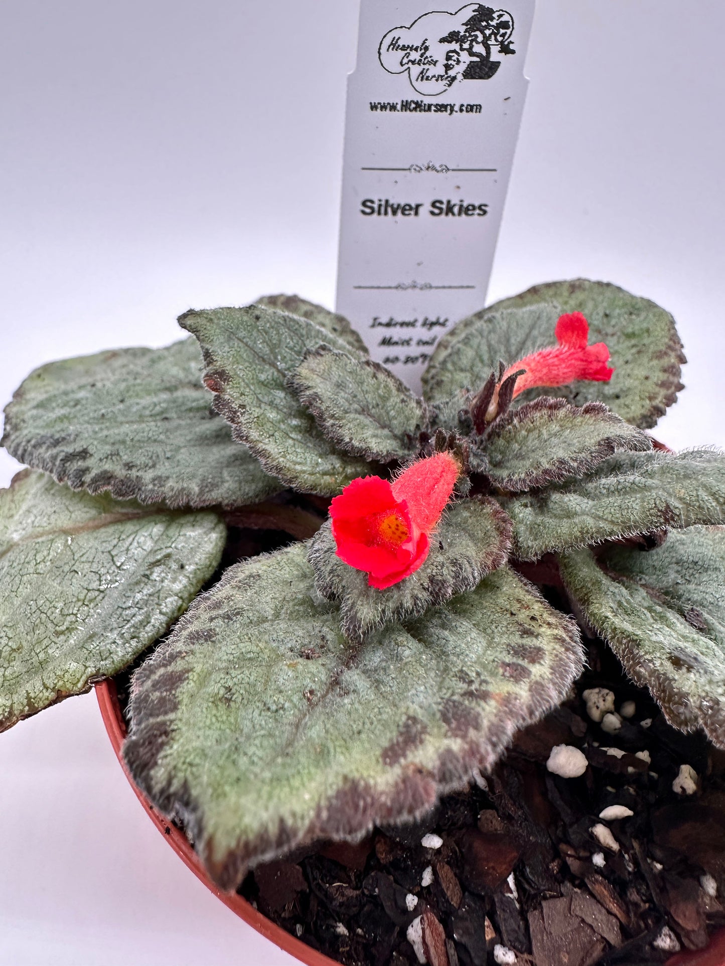 Silver Skies - Live Episcia 4"