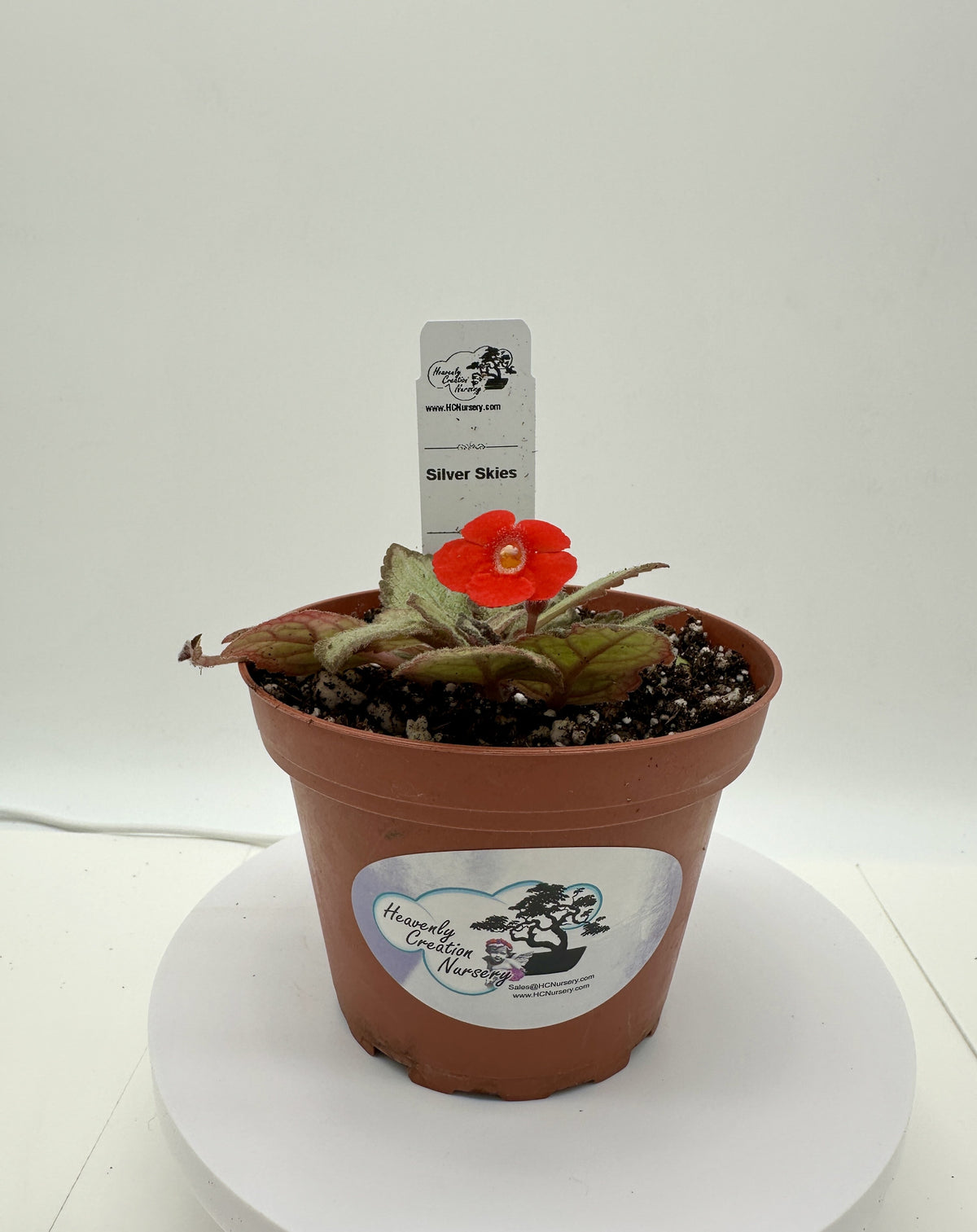 Silver Skies - Live Episcia 4"