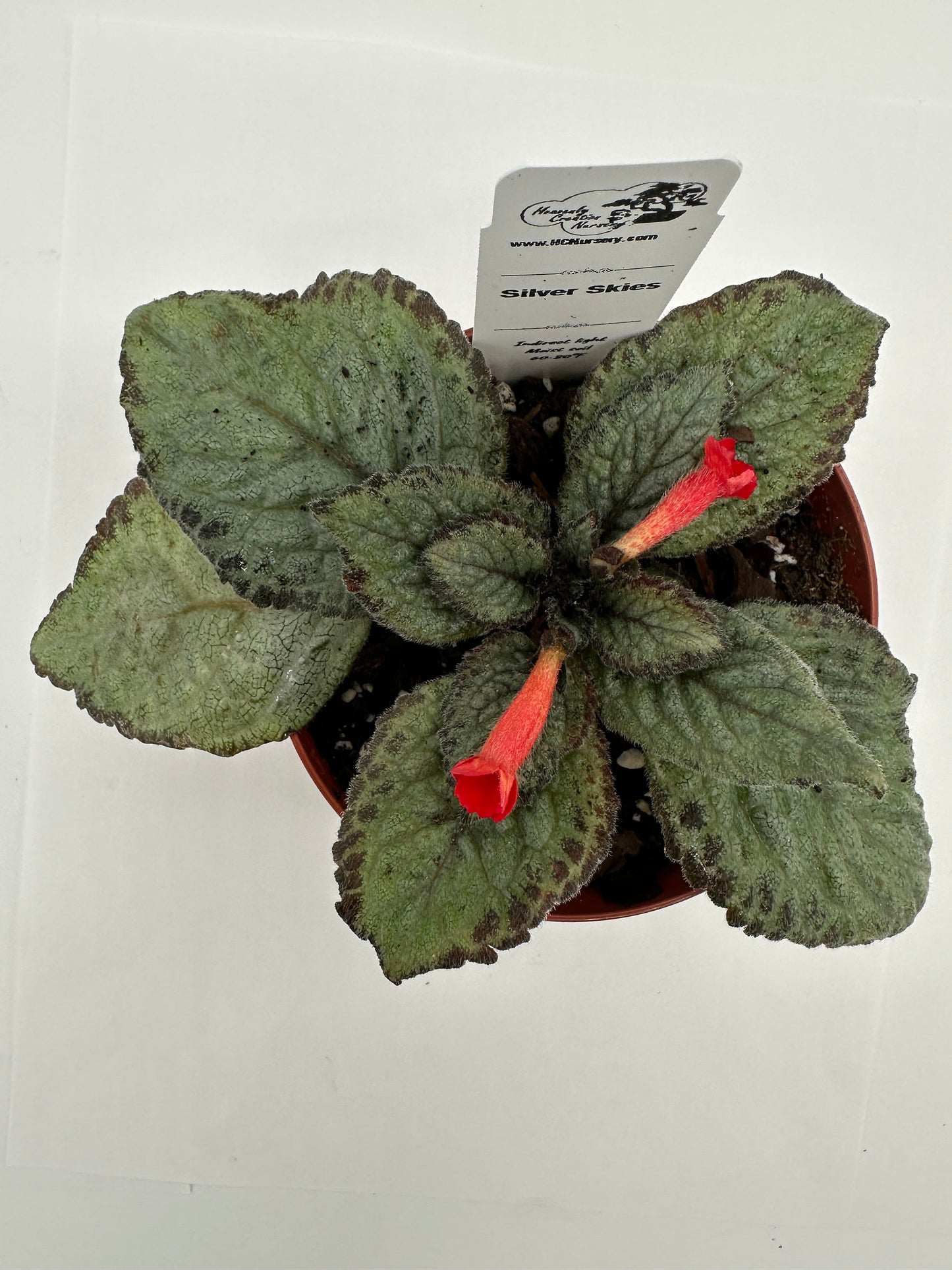 Silver Skies - Live Episcia 4"