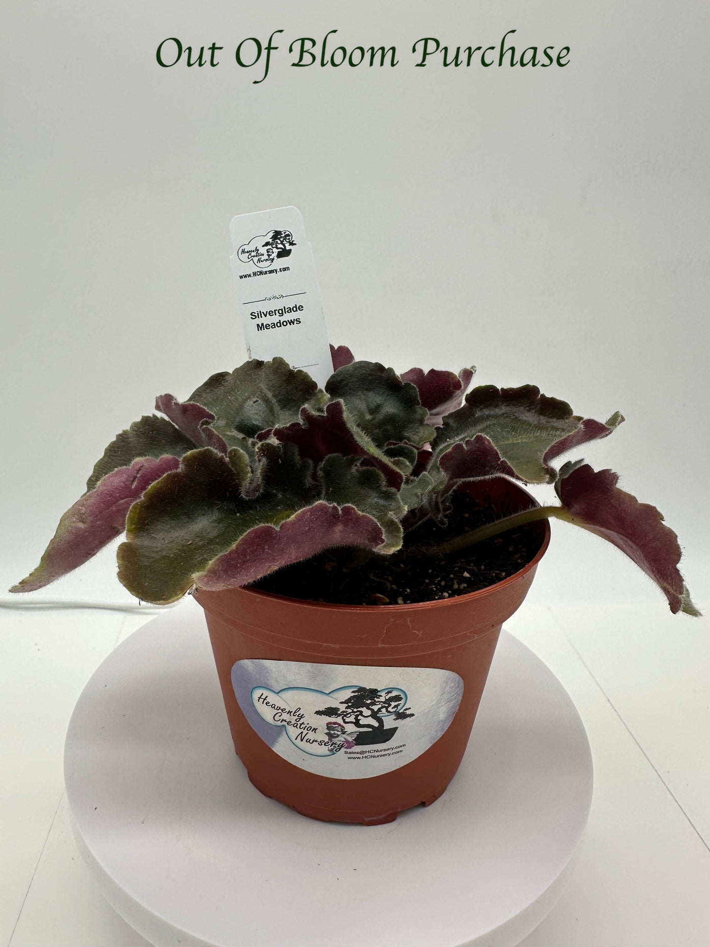 Silverglade Meadows - Live African Violet 4"