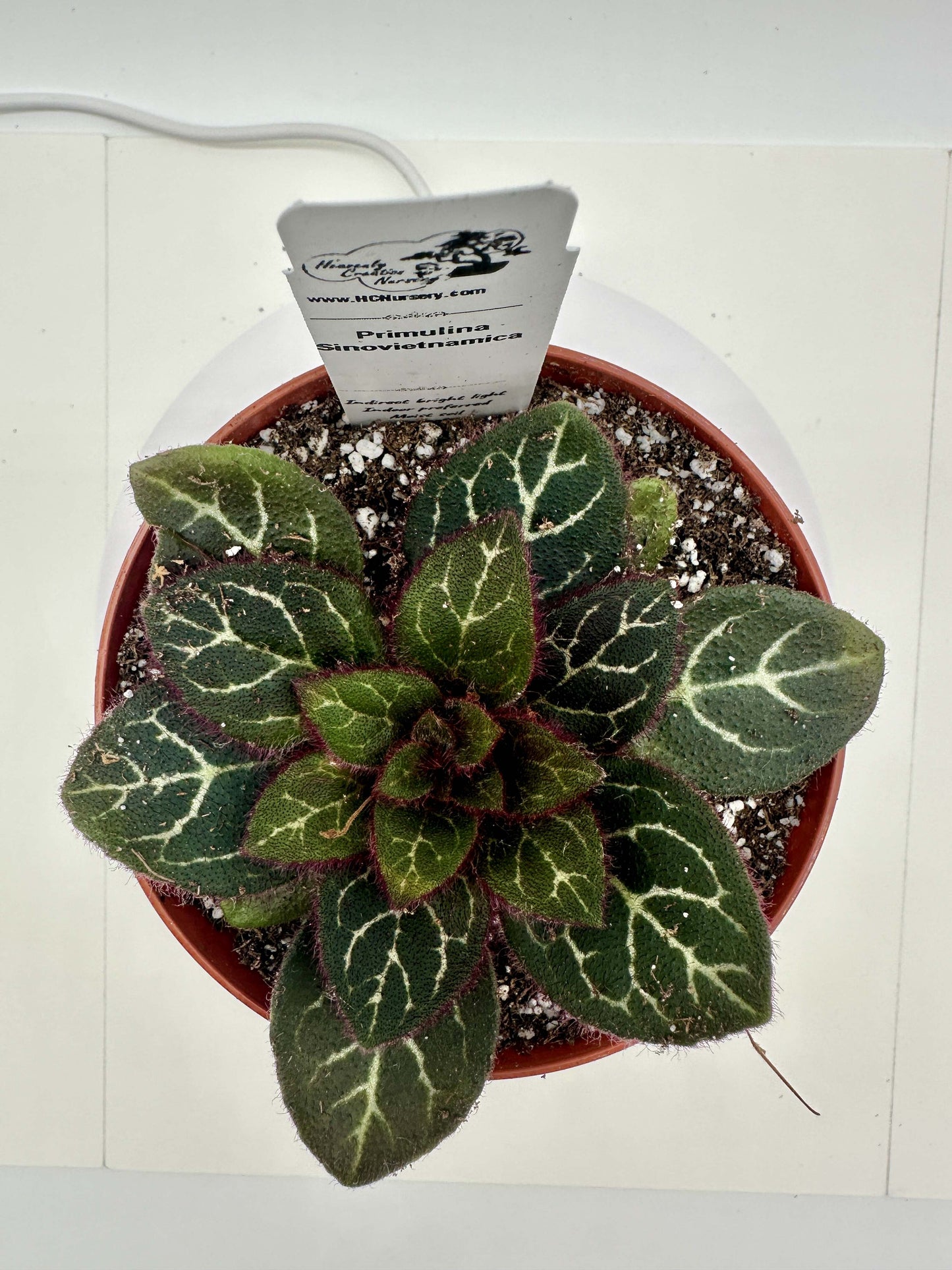 Primulina Sinovietnamica - Live Plant 4" - Rare