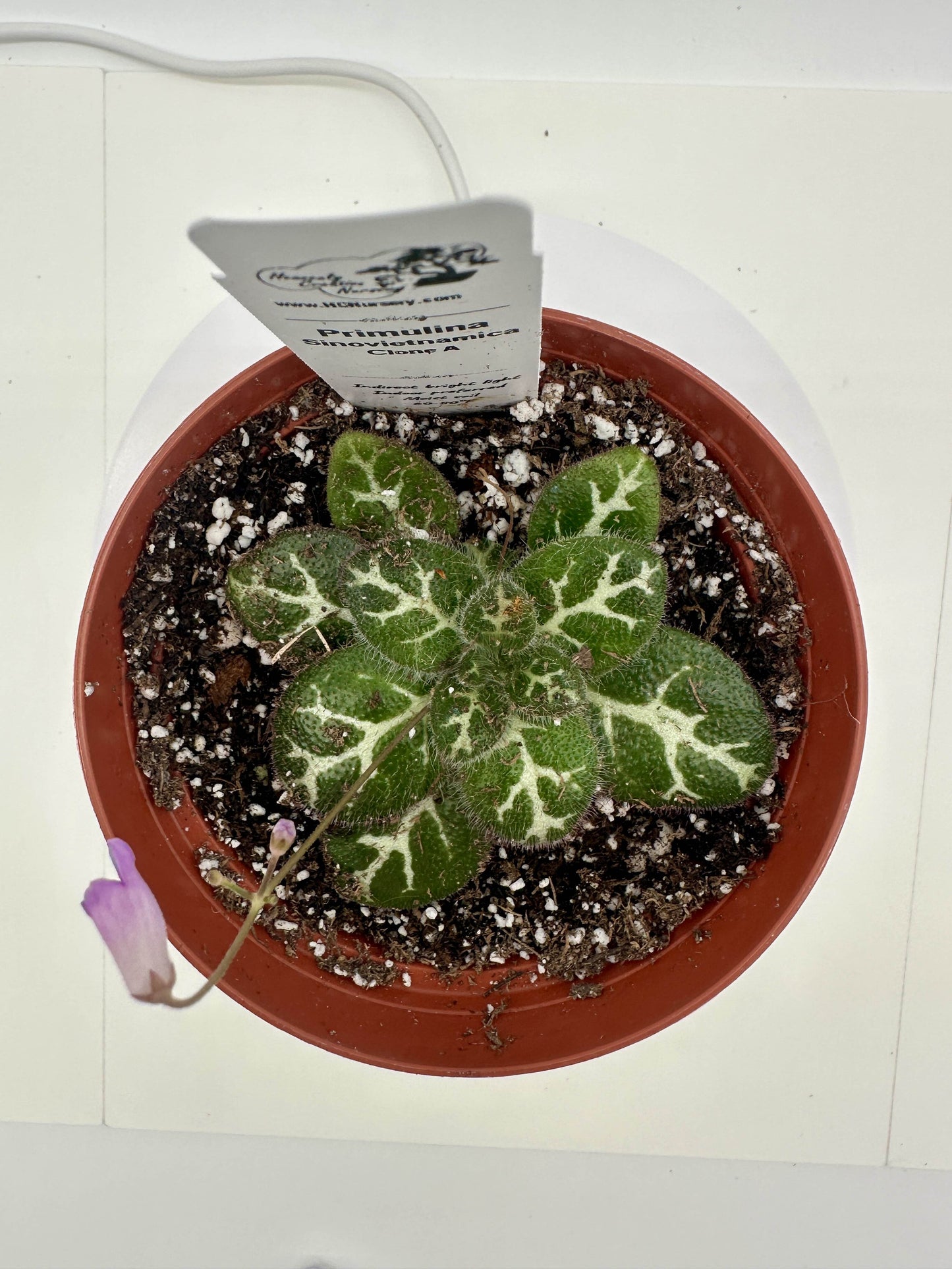Primulina Sinovietnamica (Clone A) - Live Plant 4" - Very Rare