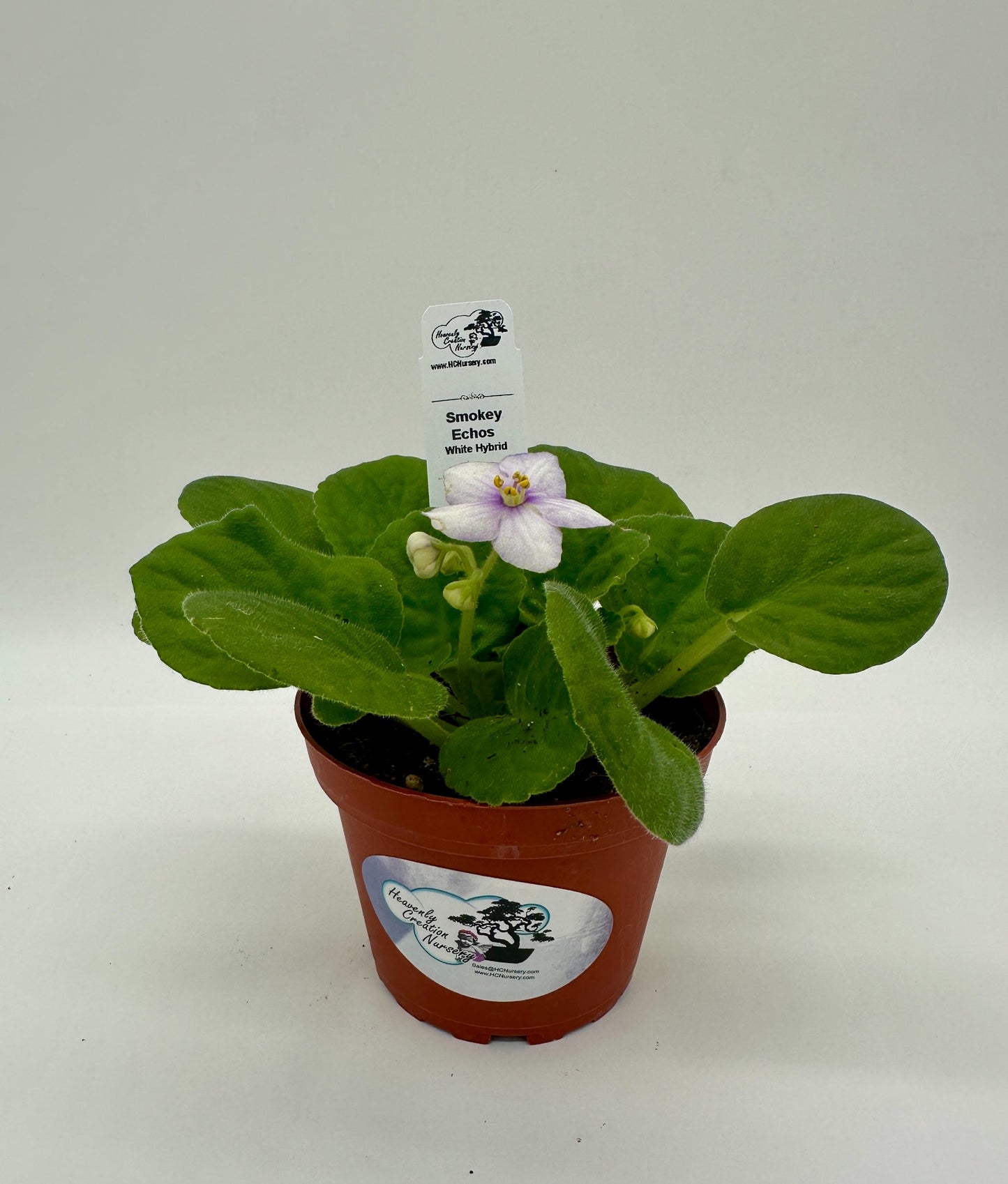 Smokey Echoes - White Hybrid - Live African Violet 4"