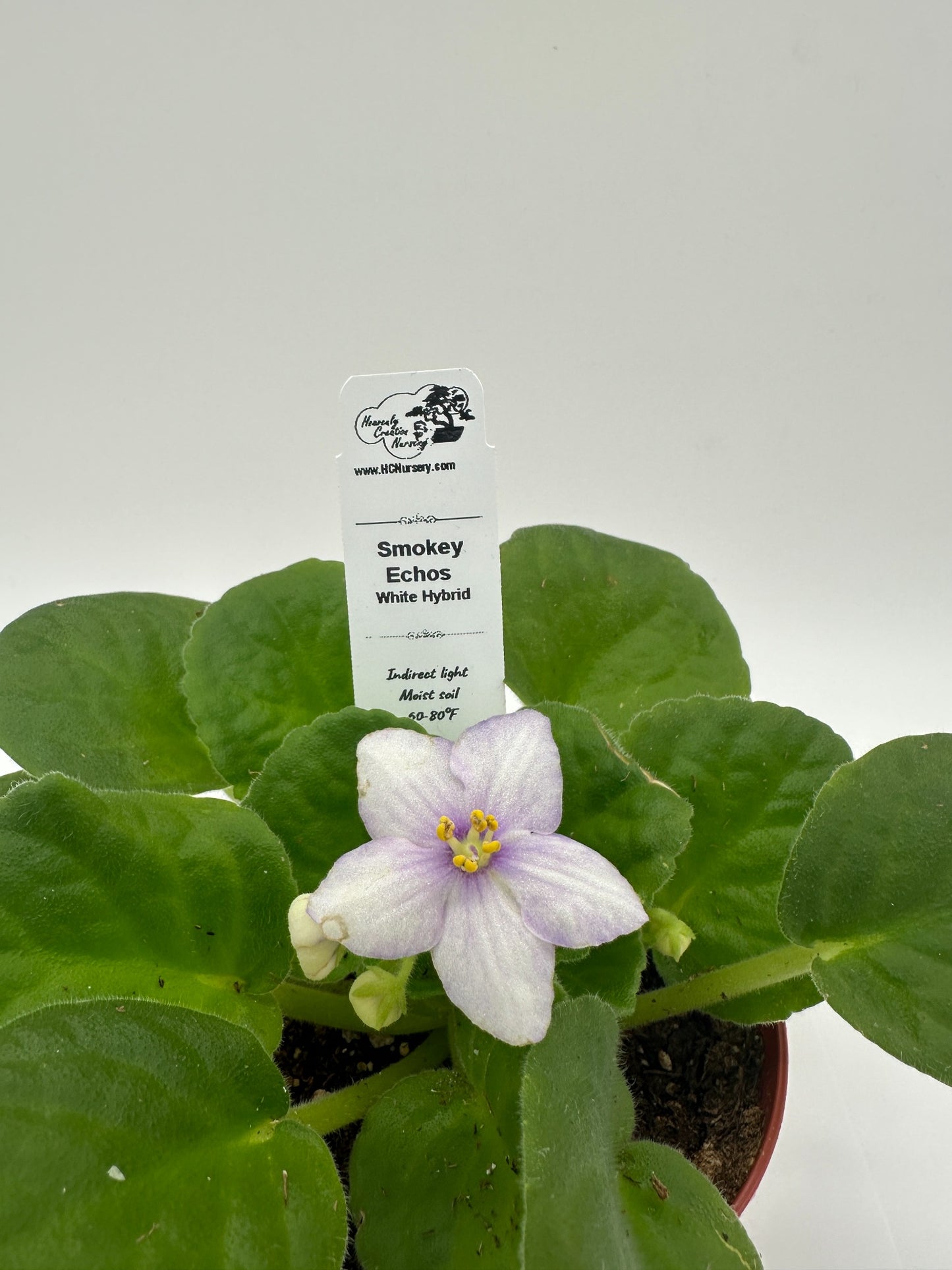 Smokey Echoes - White Hybrid - Live African Violet 4"