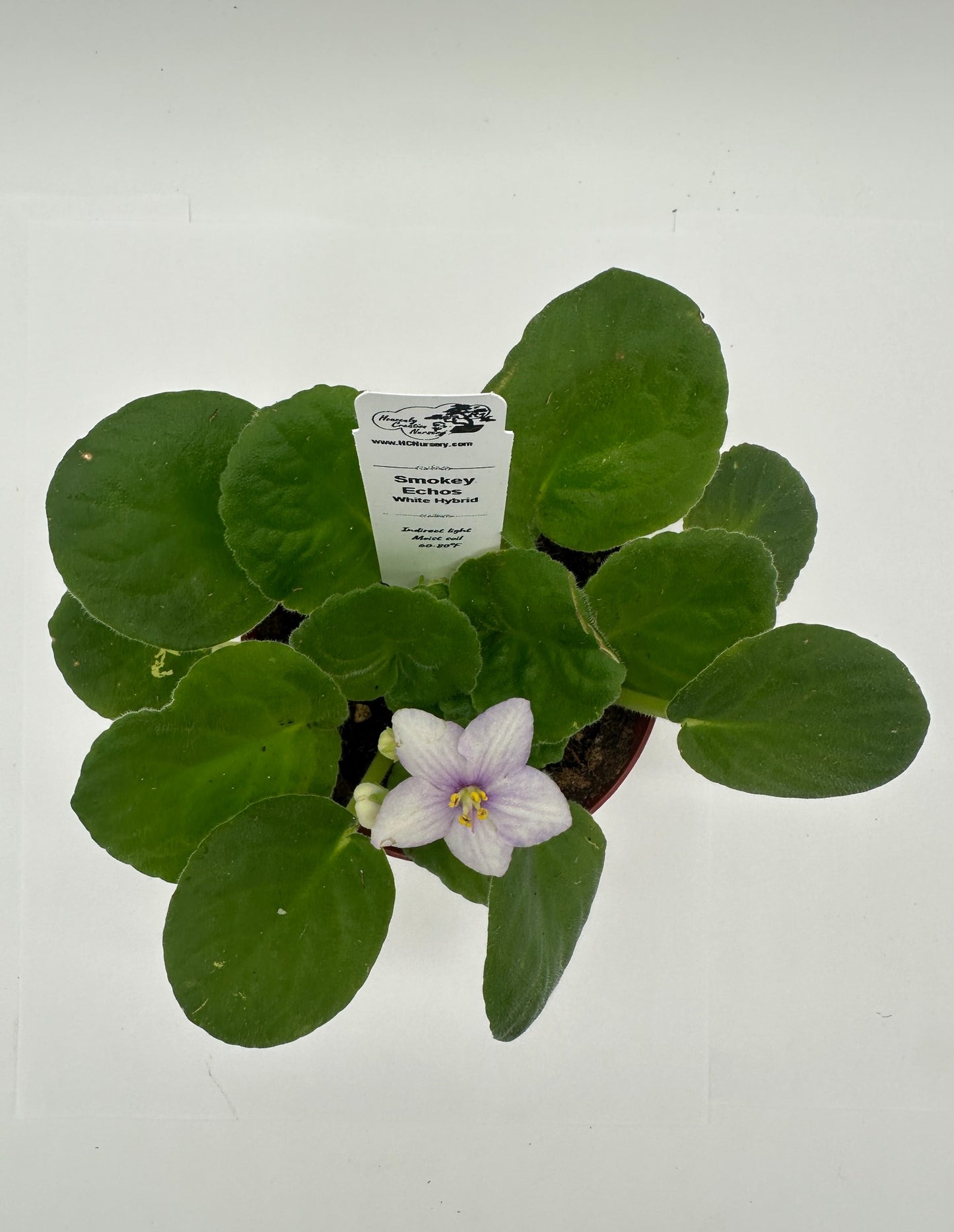 Smokey Echoes - White Hybrid - Live African Violet 4"