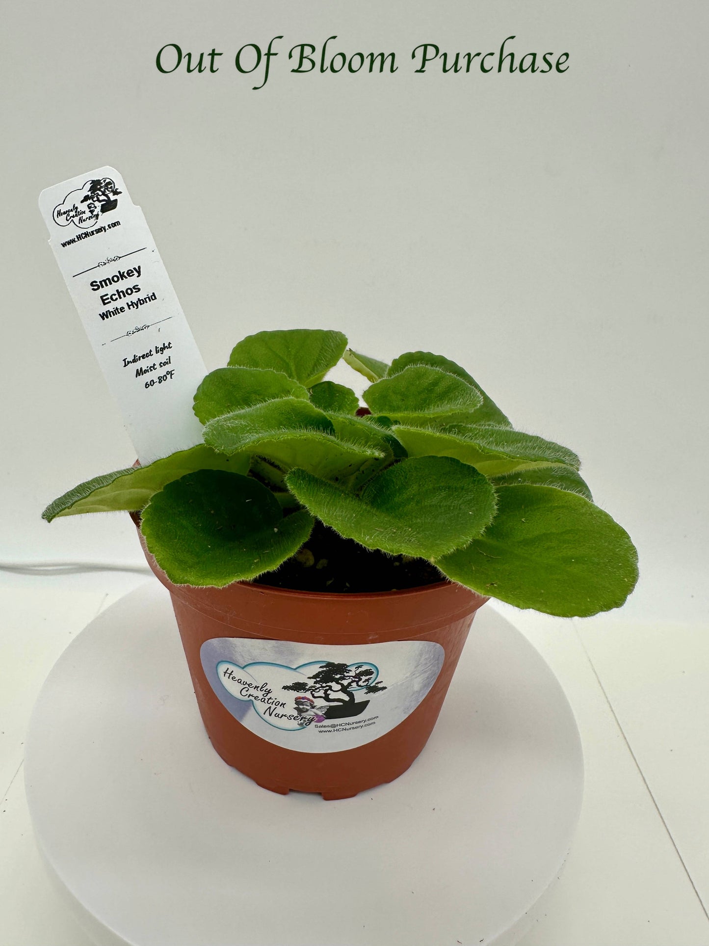 Smokey Echoes - White Hybrid - Live African Violet 4"