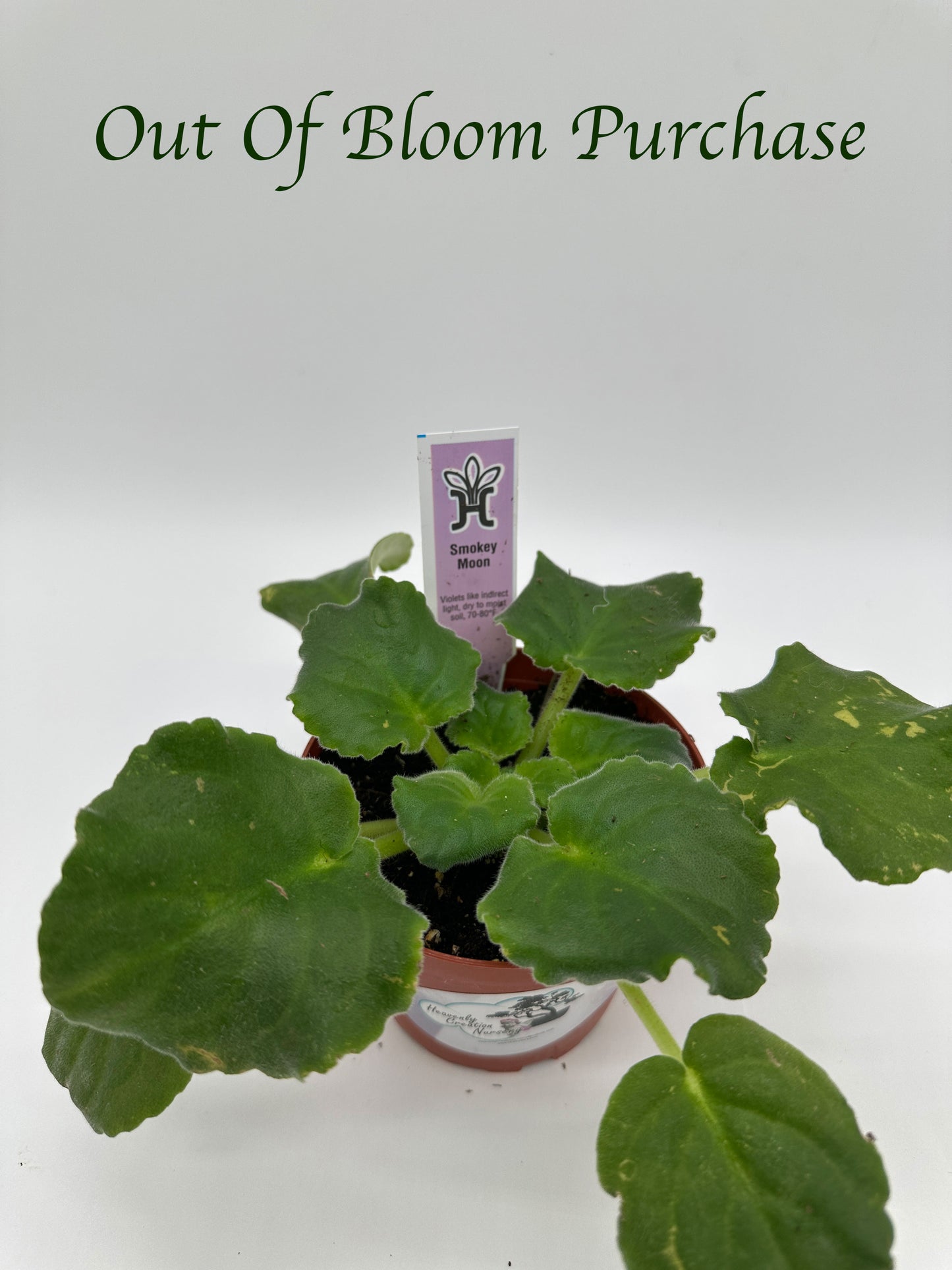 Smokey Moon - Live African Violet 4"