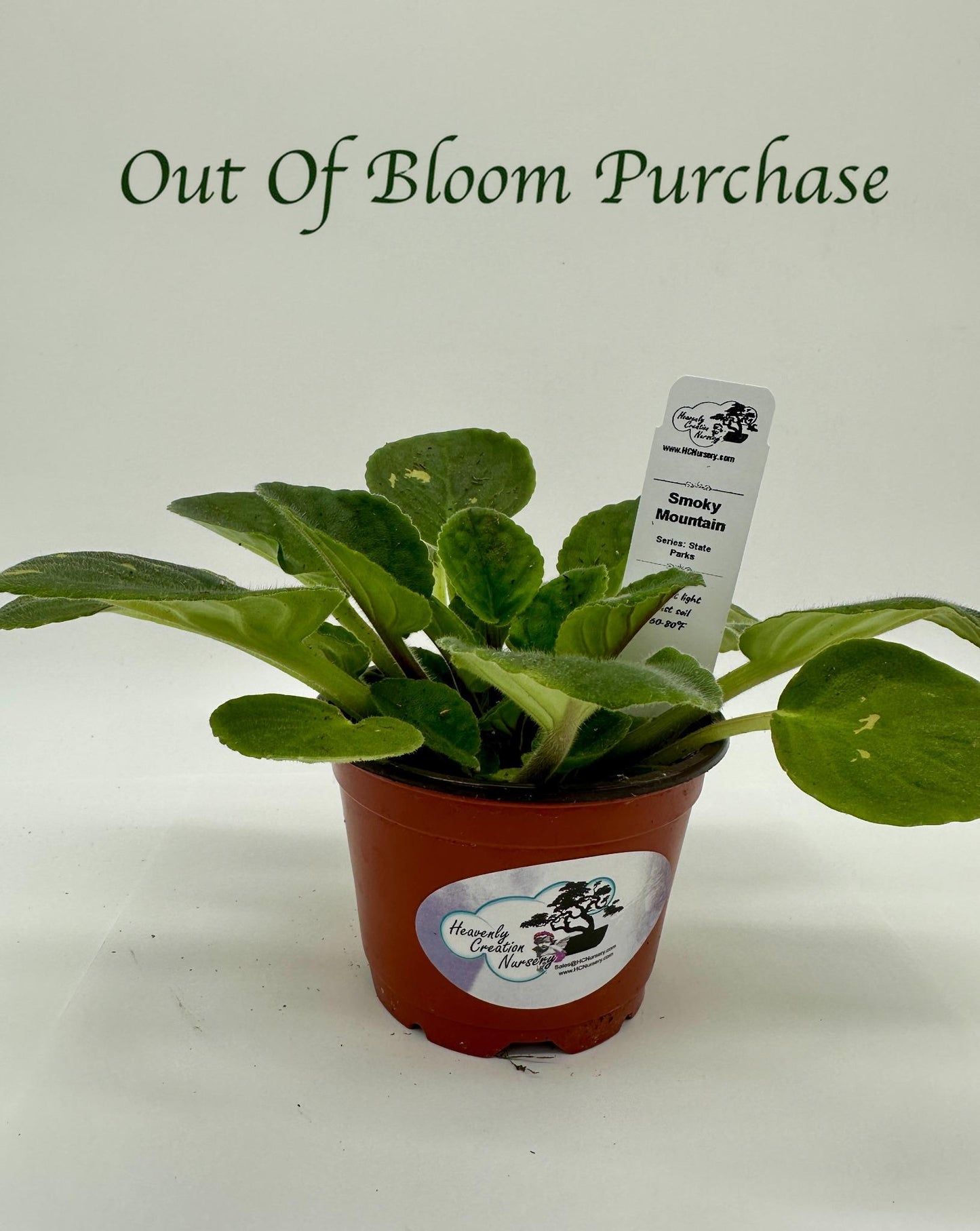 Smoky Mountain - Live African Violet 4" - Series: State Parks